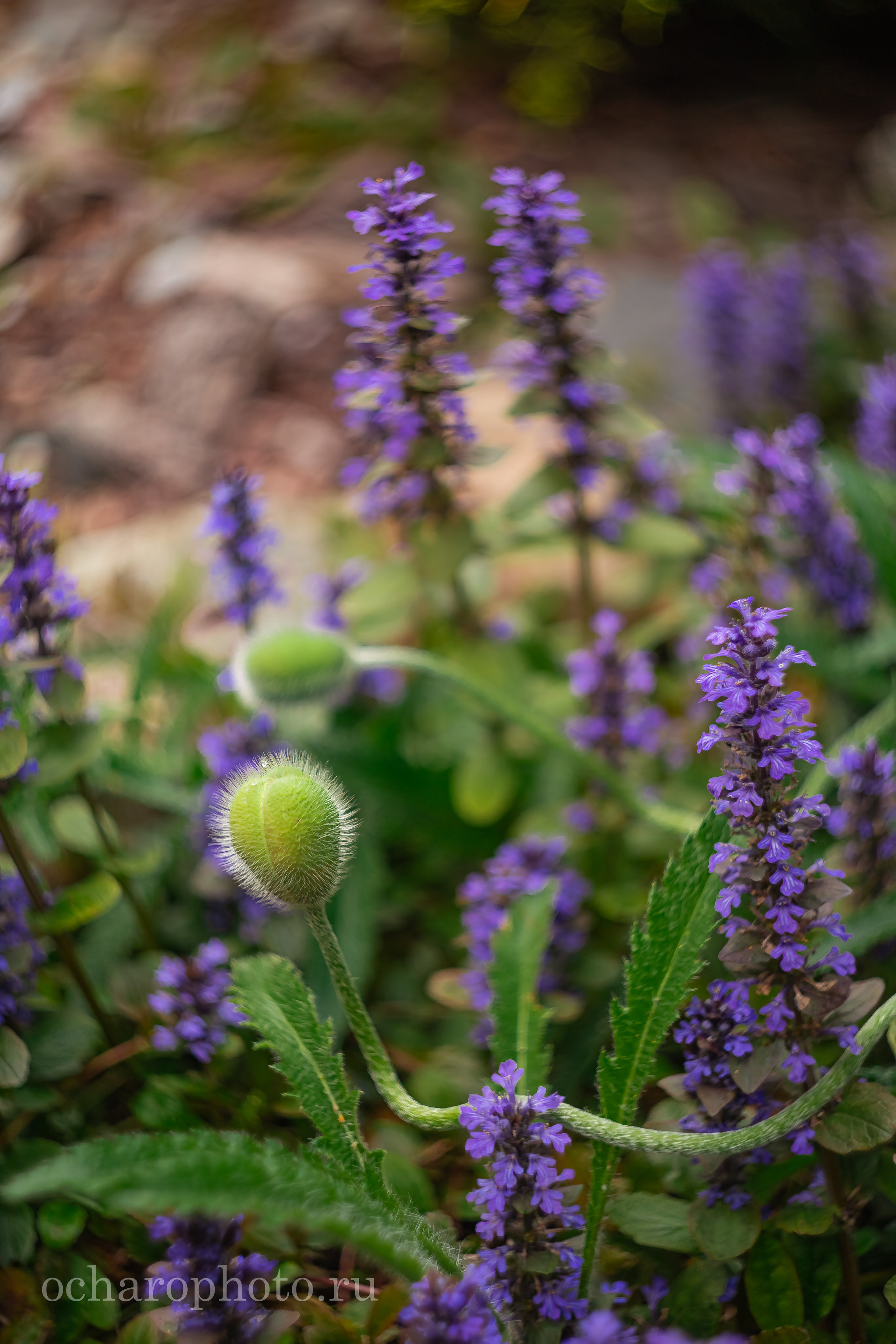 Ландшафтный парк Калининграда. AI-контент (генерации ИИ-фото и видео), стоковые фотографии Калининградской области