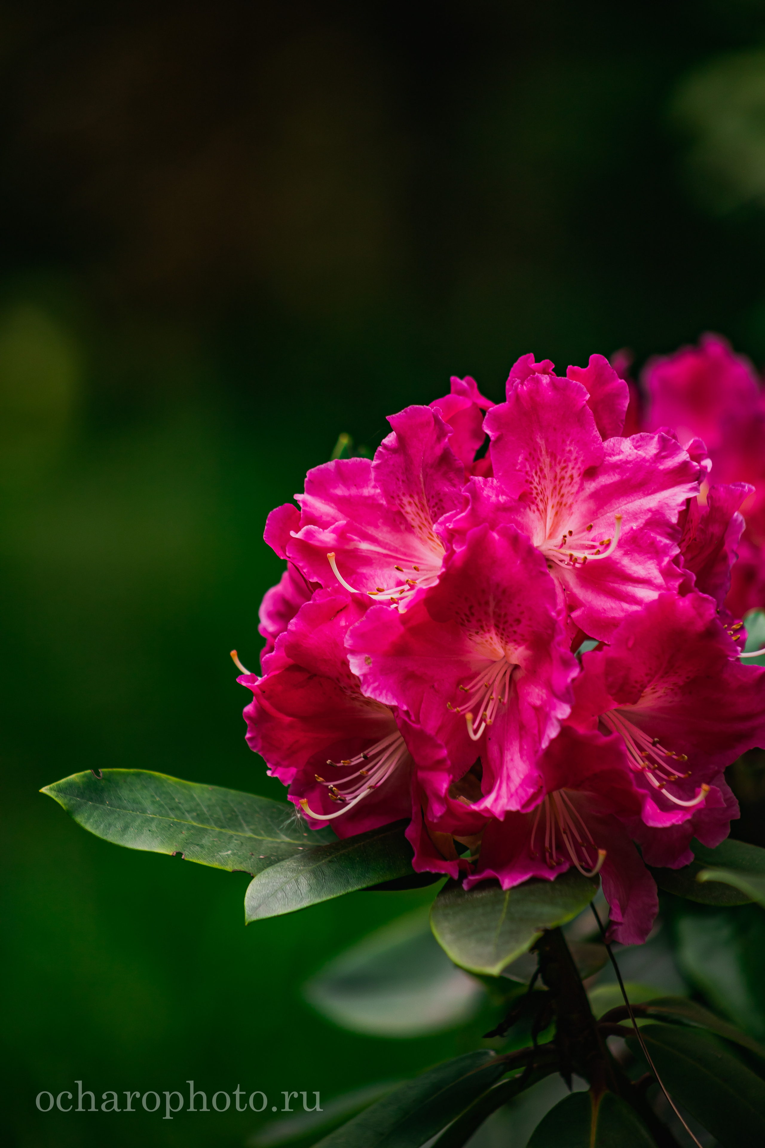 Ландшафтный парк Калининграда. AI-контент (генерации ИИ-фото и видео), стоковые фотографии Калининградской области