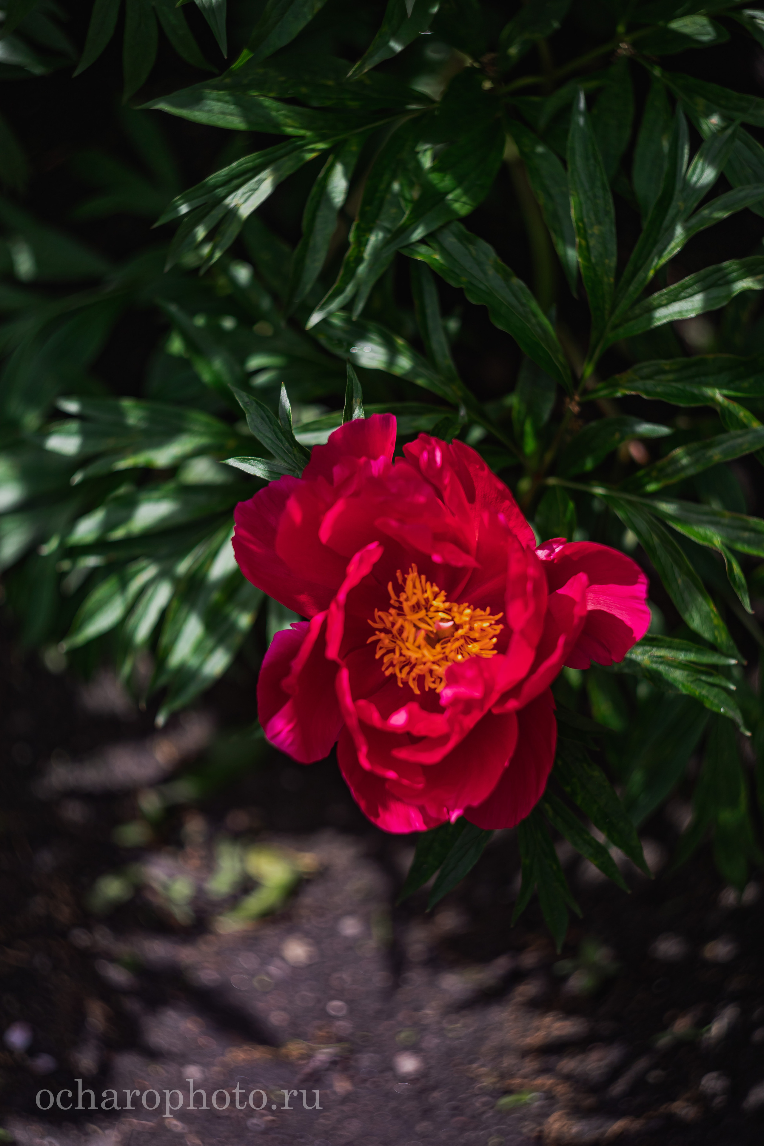 Ландшафтный парк Калининграда. AI-контент (генерации ИИ-фото и видео), стоковые фотографии Калининградской области