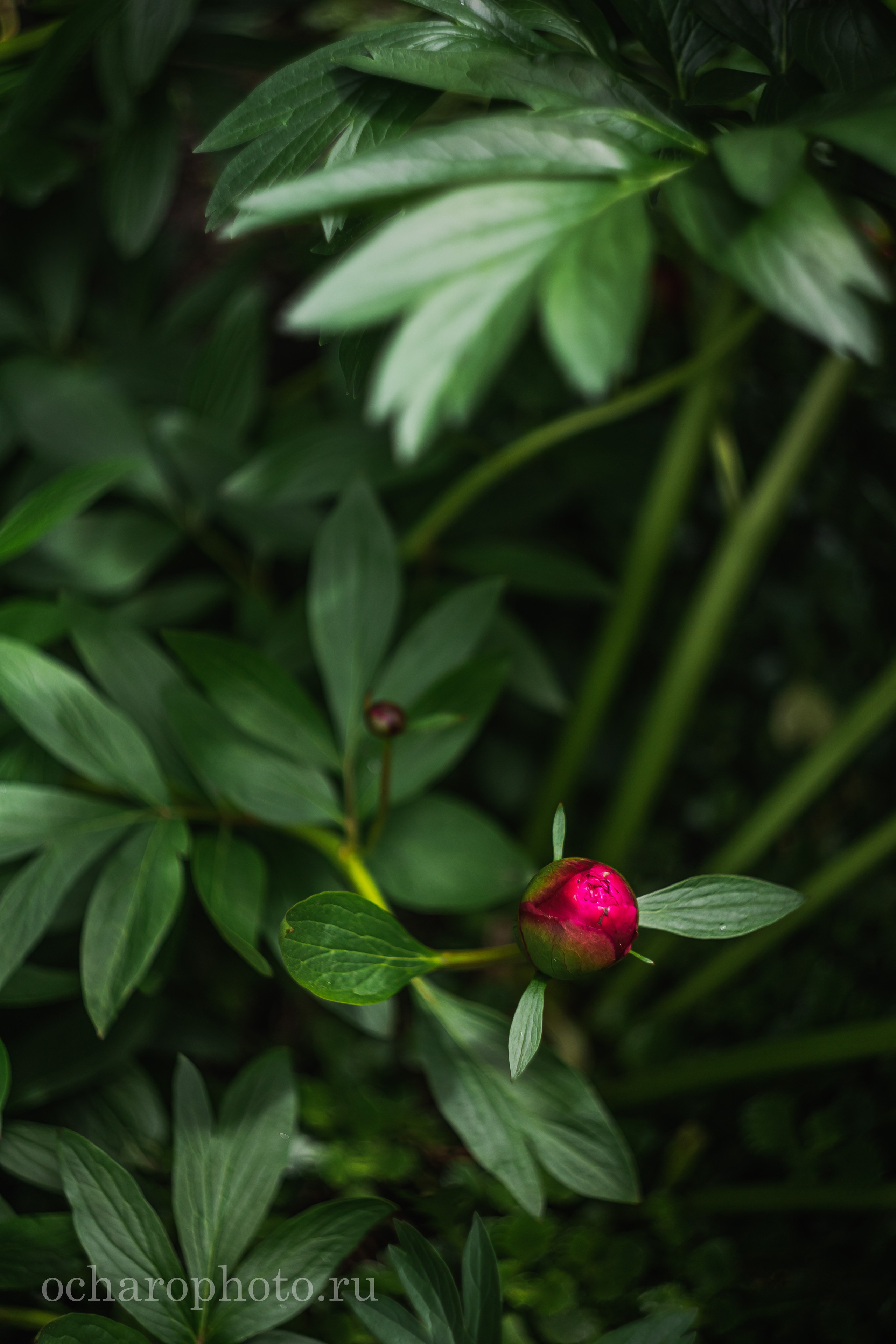 Ландшафтный парк Калининграда. AI-контент (генерации ИИ-фото и видео), стоковые фотографии Калининградской области