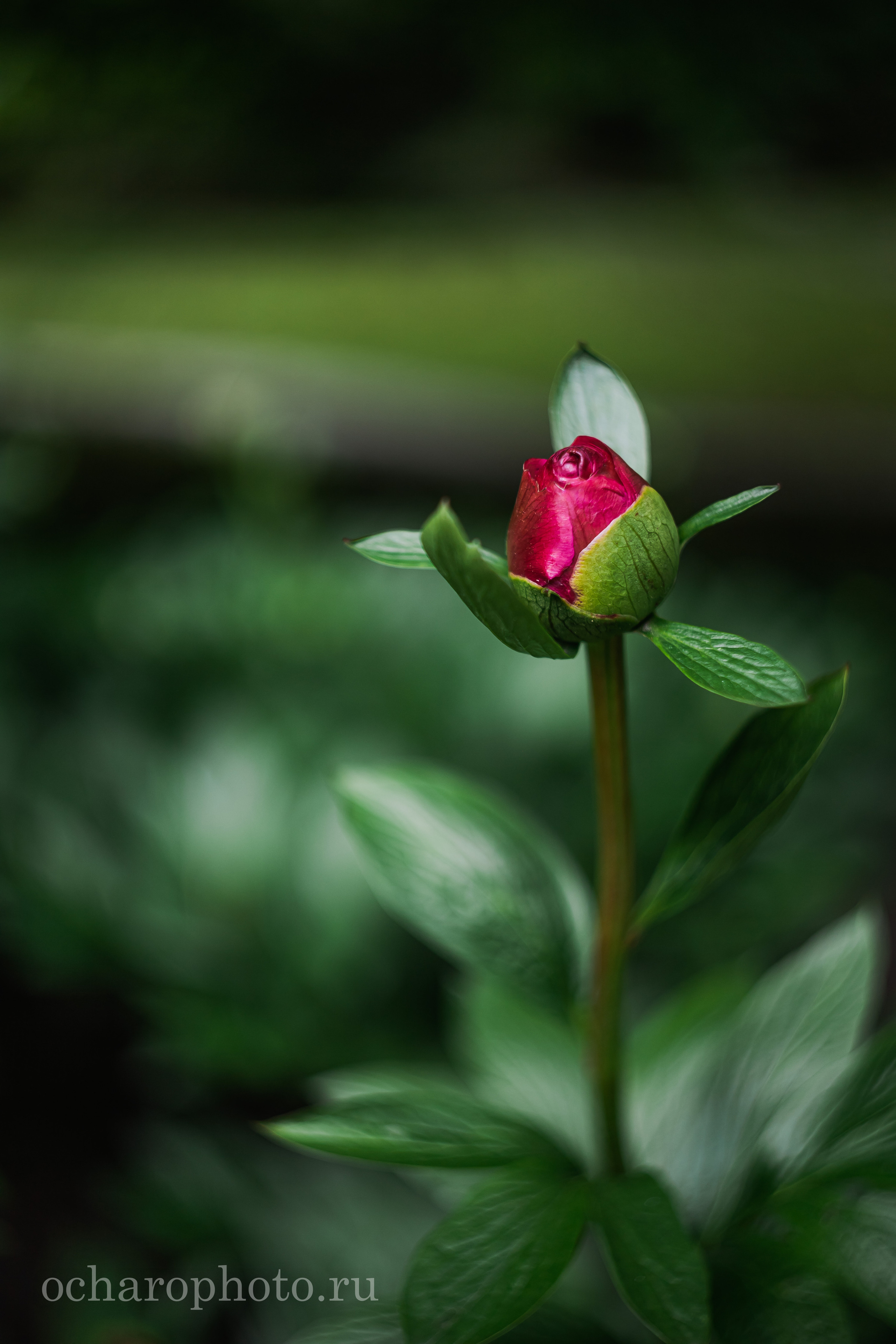 Ландшафтный парк Калининграда. AI-контент (генерации ИИ-фото и видео), стоковые фотографии Калининградской области