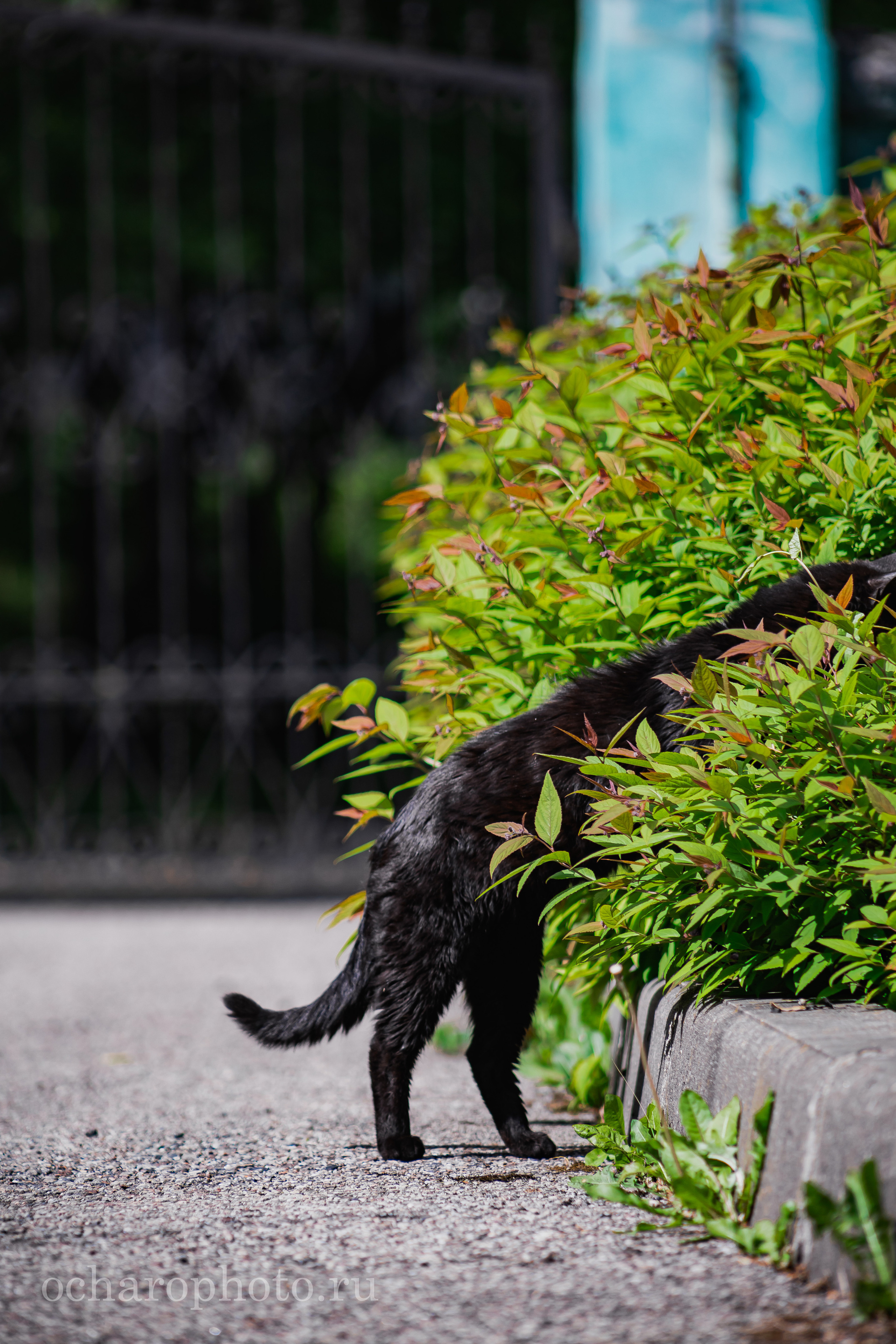 Ландшафтный парк Калининграда. AI-контент (генерации ИИ-фото и видео), стоковые фотографии Калининградской области