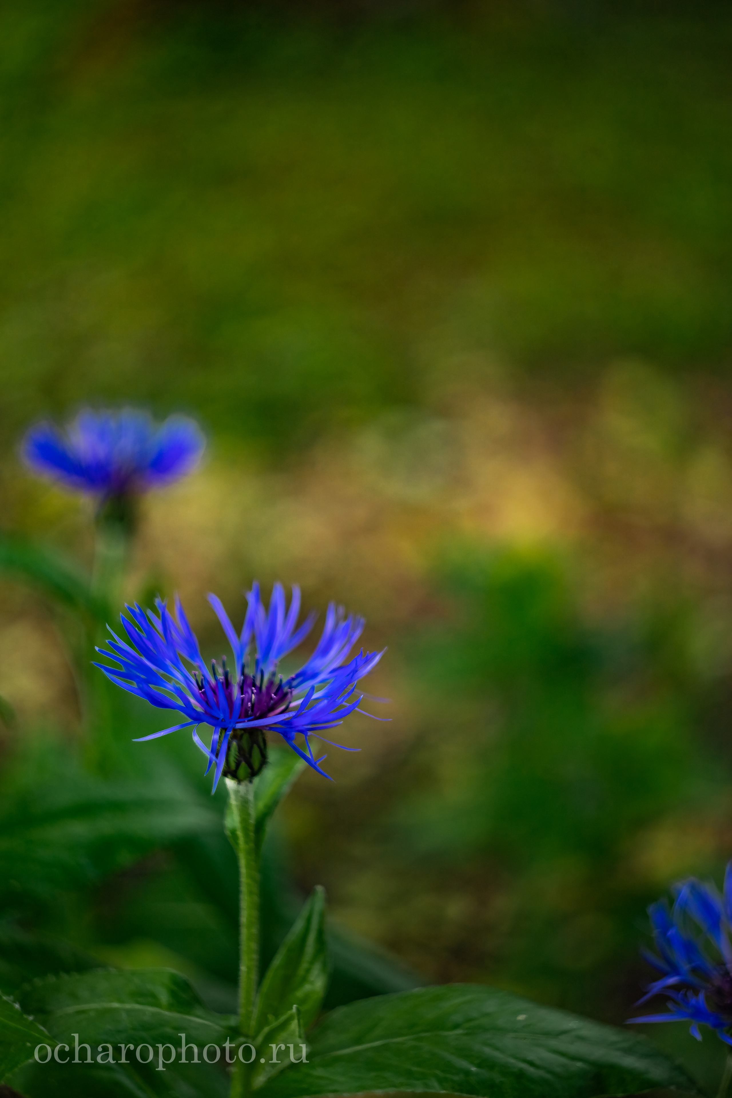 Ландшафтный парк Калининграда. AI-контент (генерации ИИ-фото и видео), стоковые фотографии Калининградской области