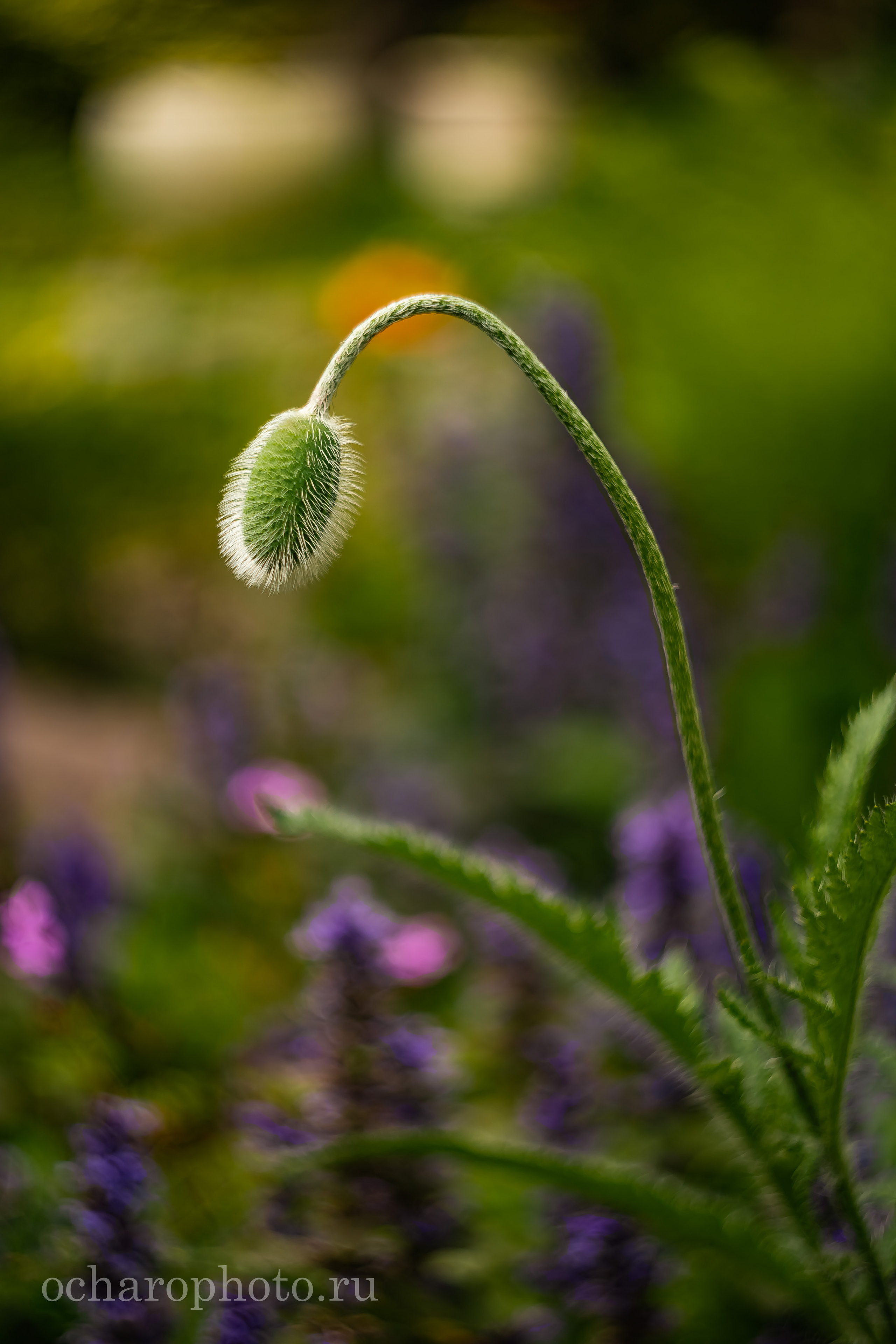 Ландшафтный парк Калининграда. AI-контент (генерации ИИ-фото и видео), стоковые фотографии Калининградской области