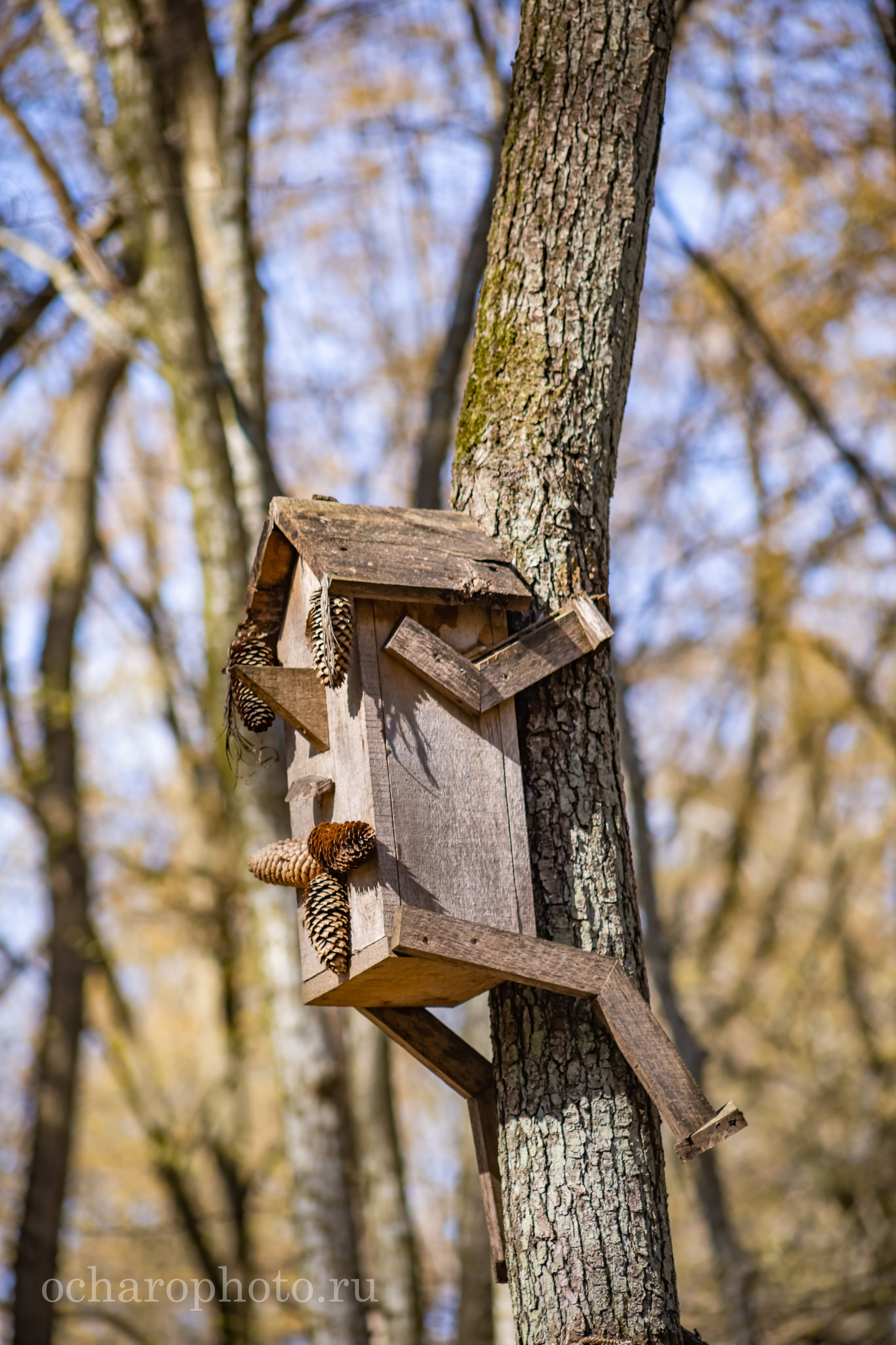 Парк Янтарного периода. AI-контент (генерации ИИ-фото и видео), стоковые фотографии Калининградской области