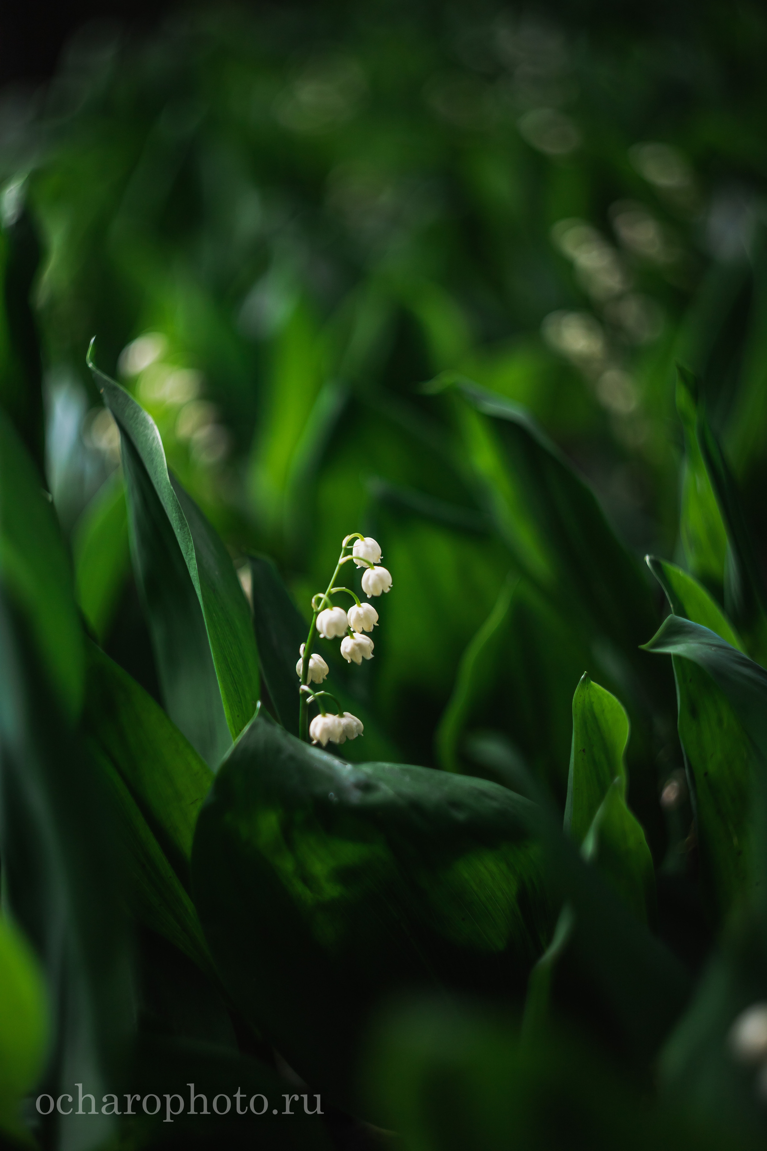 Ландшафтный парк Калининграда. AI-контент (генерации ИИ-фото и видео), стоковые фотографии Калининградской области