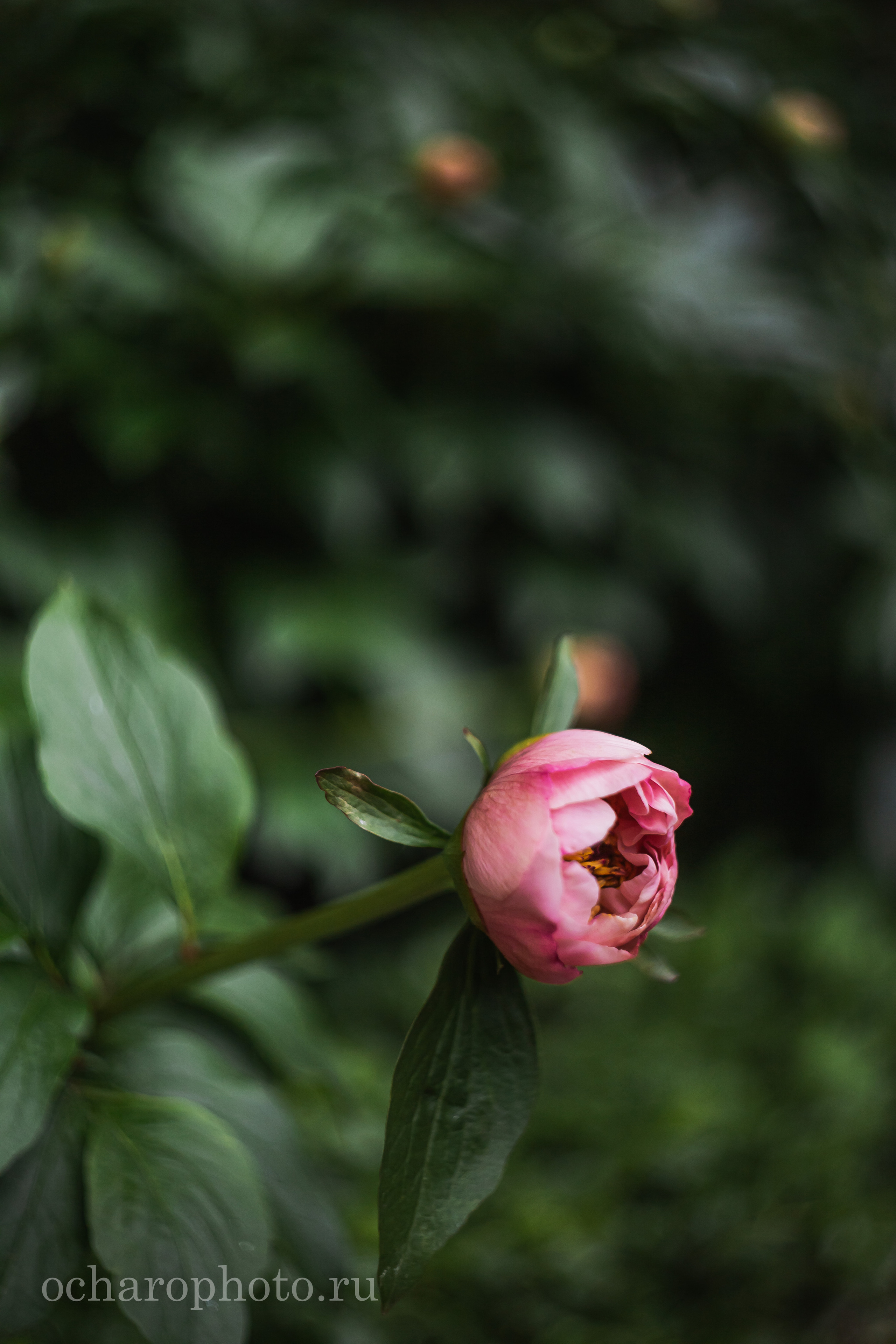 Ландшафтный парк Калининграда. AI-контент (генерации ИИ-фото и видео), стоковые фотографии Калининградской области