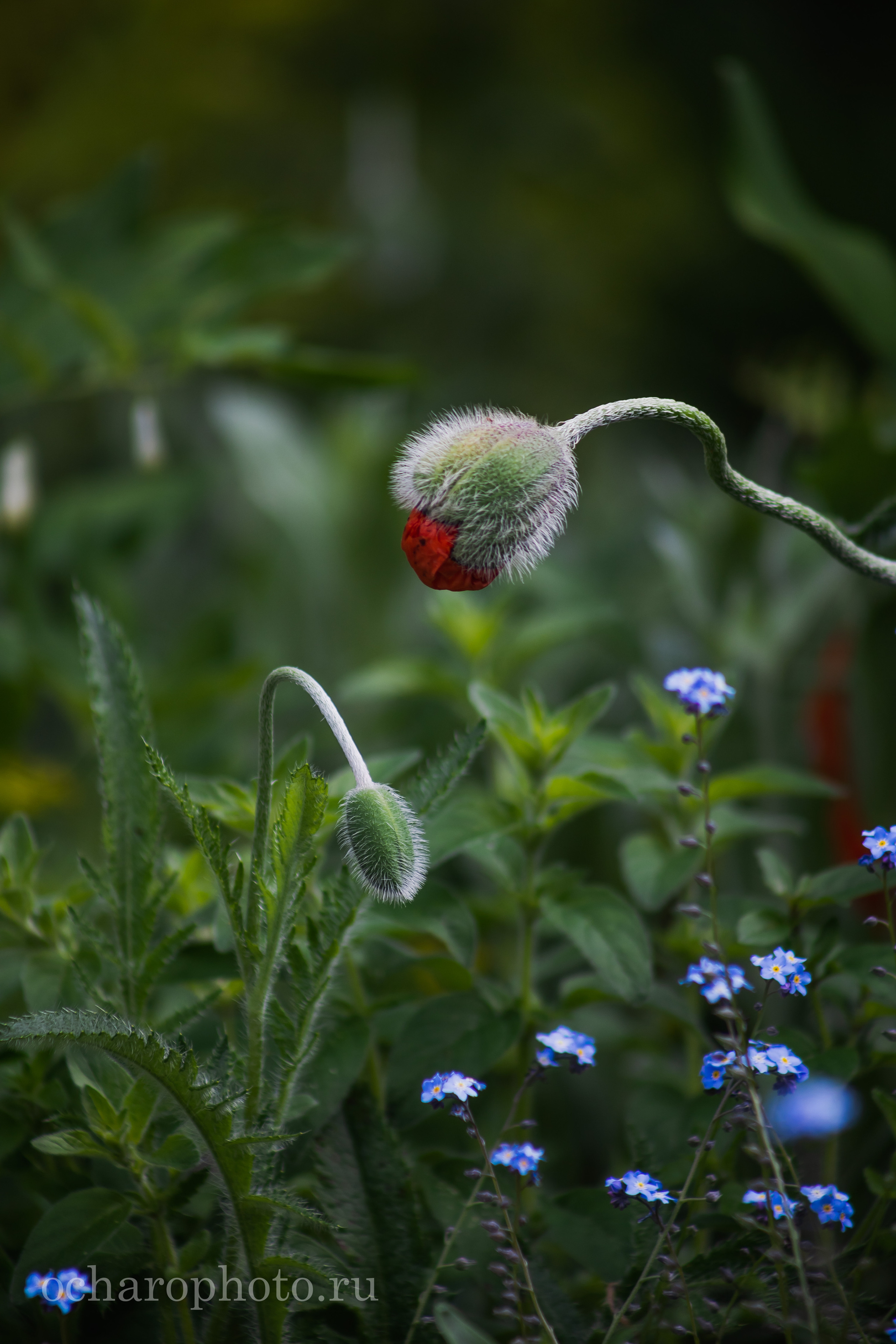 Ландшафтный парк Калининграда. AI-контент (генерации ИИ-фото и видео), стоковые фотографии Калининградской области