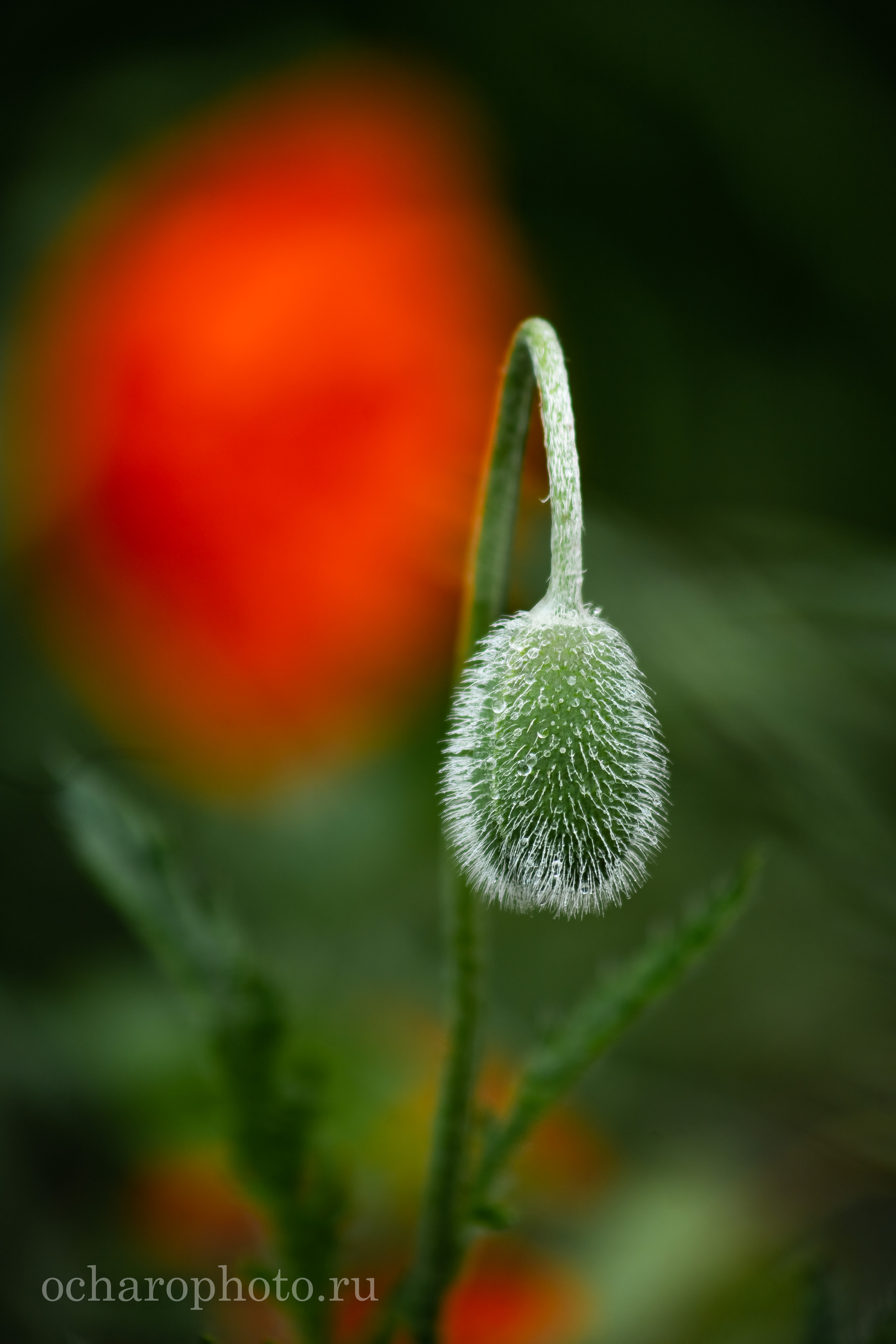 Ландшафтный парк Калининграда. AI-контент (генерации ИИ-фото и видео), стоковые фотографии Калининградской области