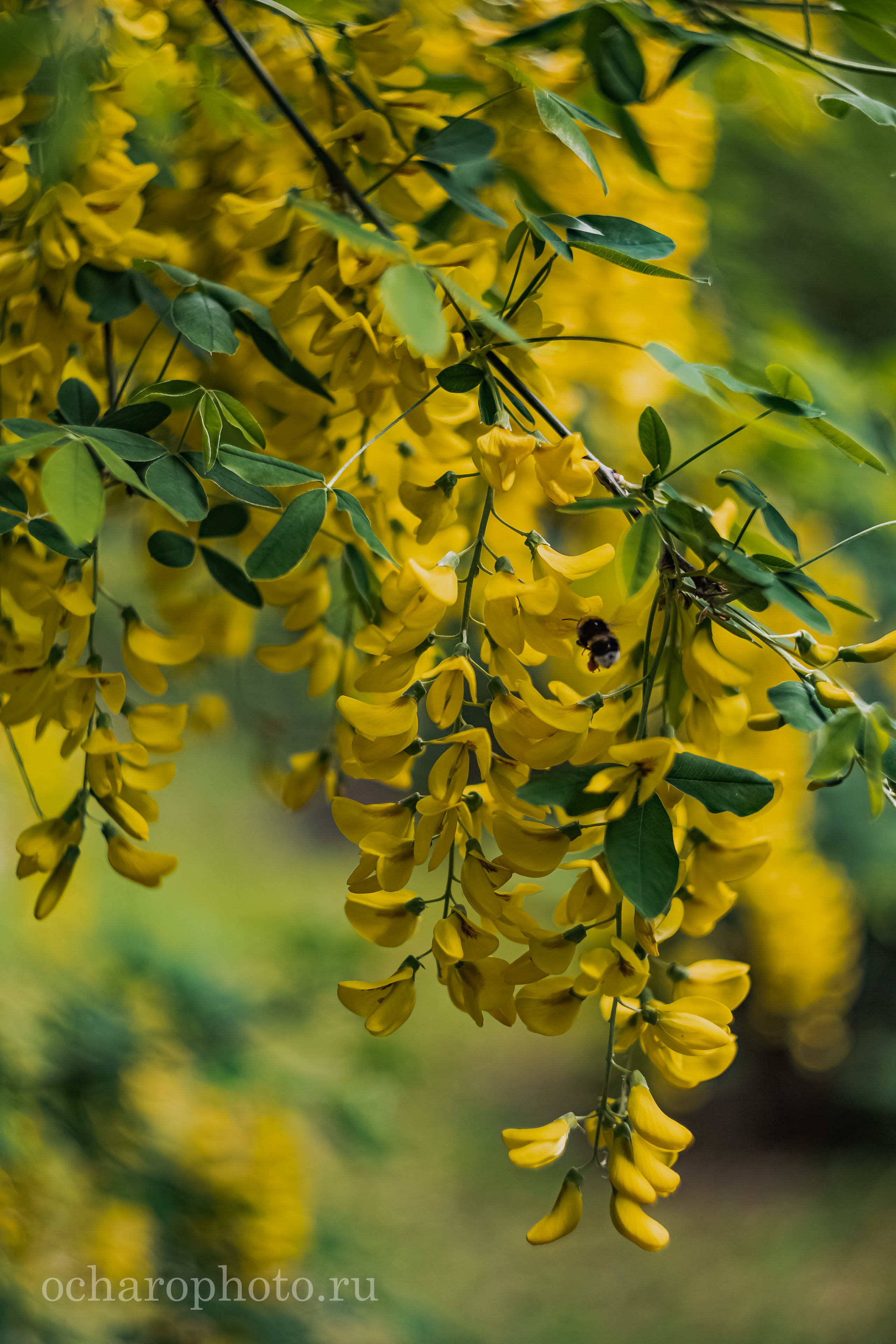 Ландшафтный парк Калининграда. AI-контент (генерации ИИ-фото и видео), стоковые фотографии Калининградской области