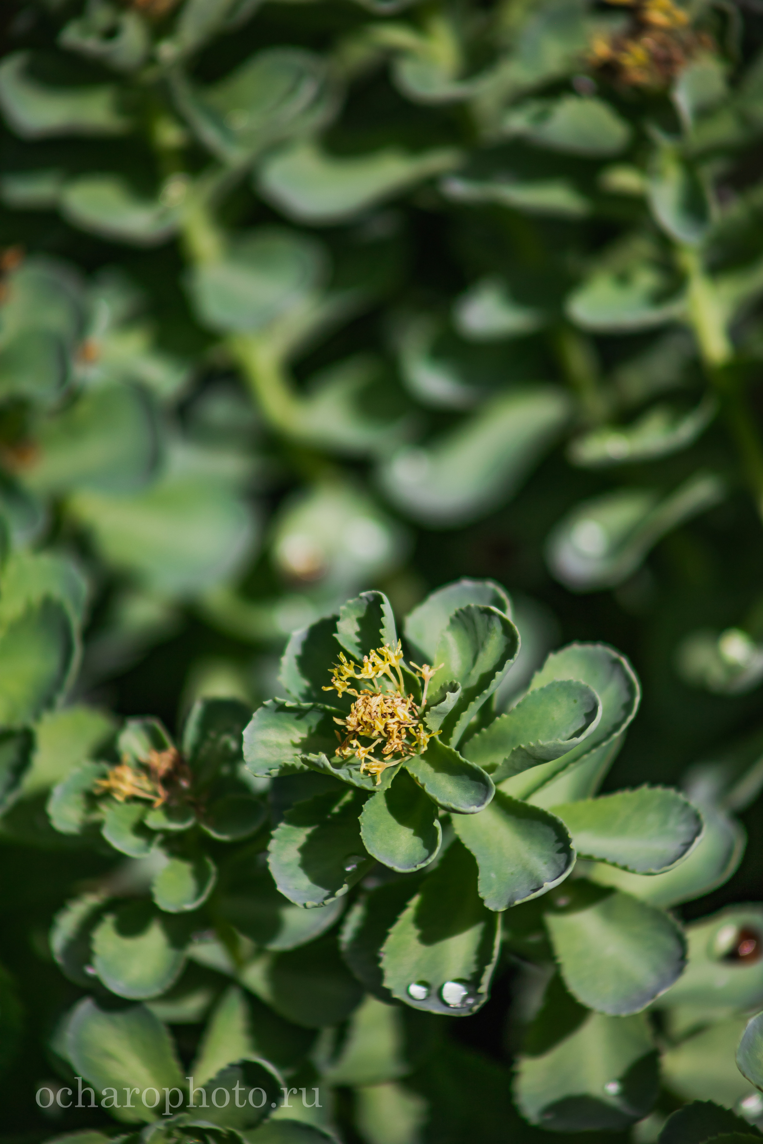 Ландшафтный парк Калининграда. AI-контент (генерации ИИ-фото и видео), стоковые фотографии Калининградской области