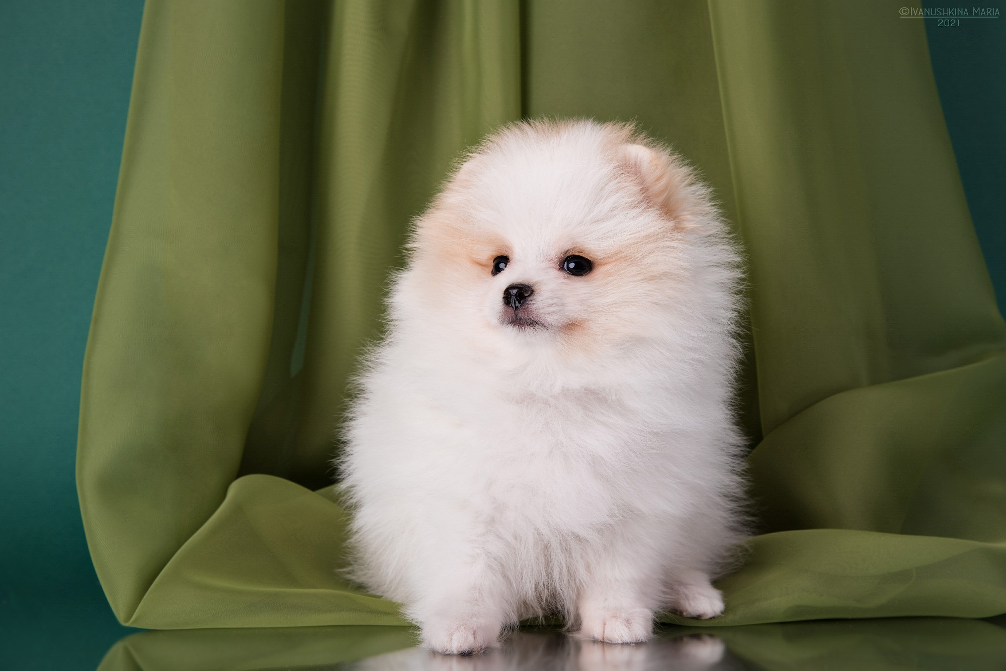 Фотосессия щенков на фонах. Фотограф собак в Москве и Московской области Иванушкина Мария