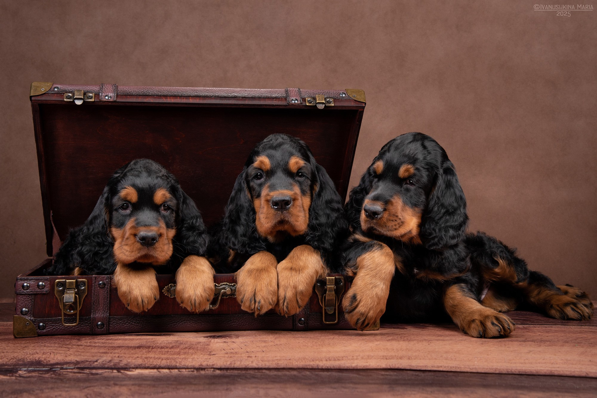 щенки гордон сеттера