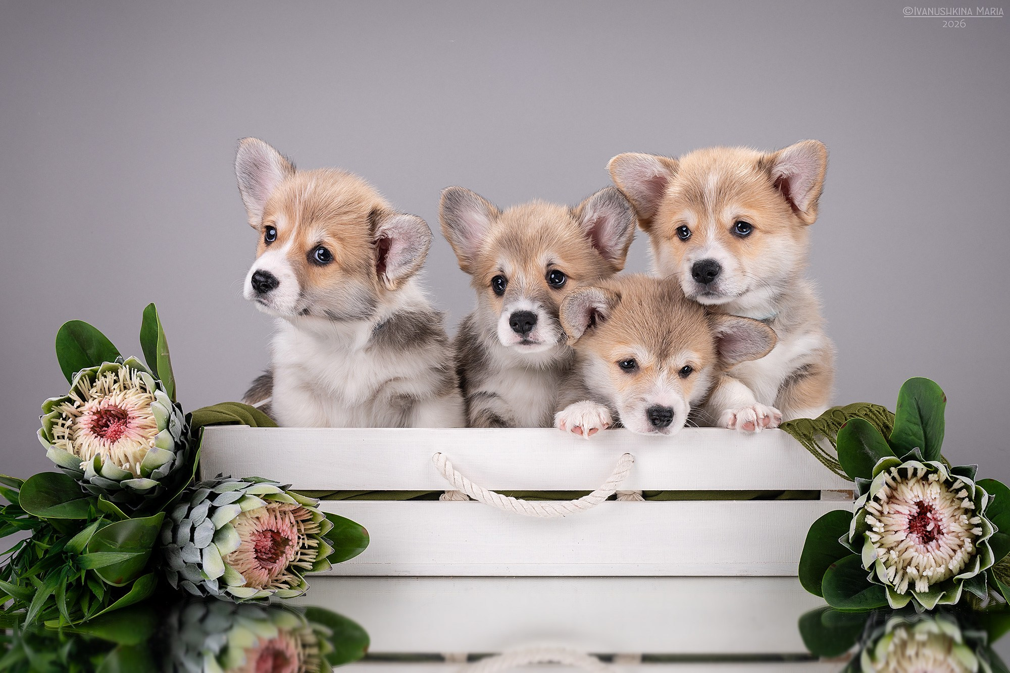 Фотосессия щенков на фонах. Фотограф собак в Москве и Московской области Иванушкина Мария