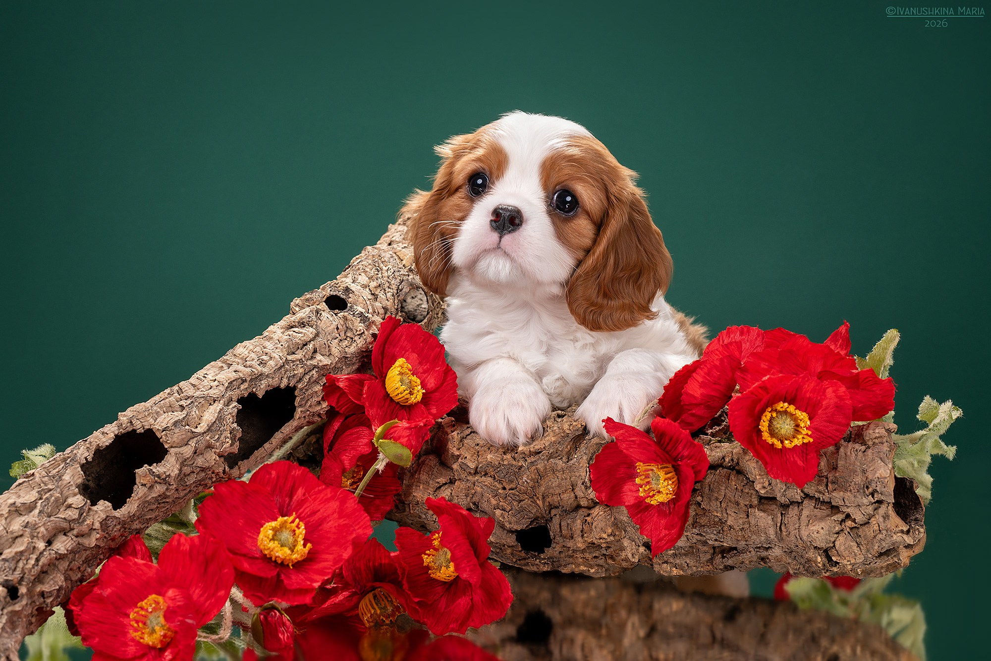 Фотосессия щенков на фонах. Фотограф собак в Москве и Московской области Иванушкина Мария