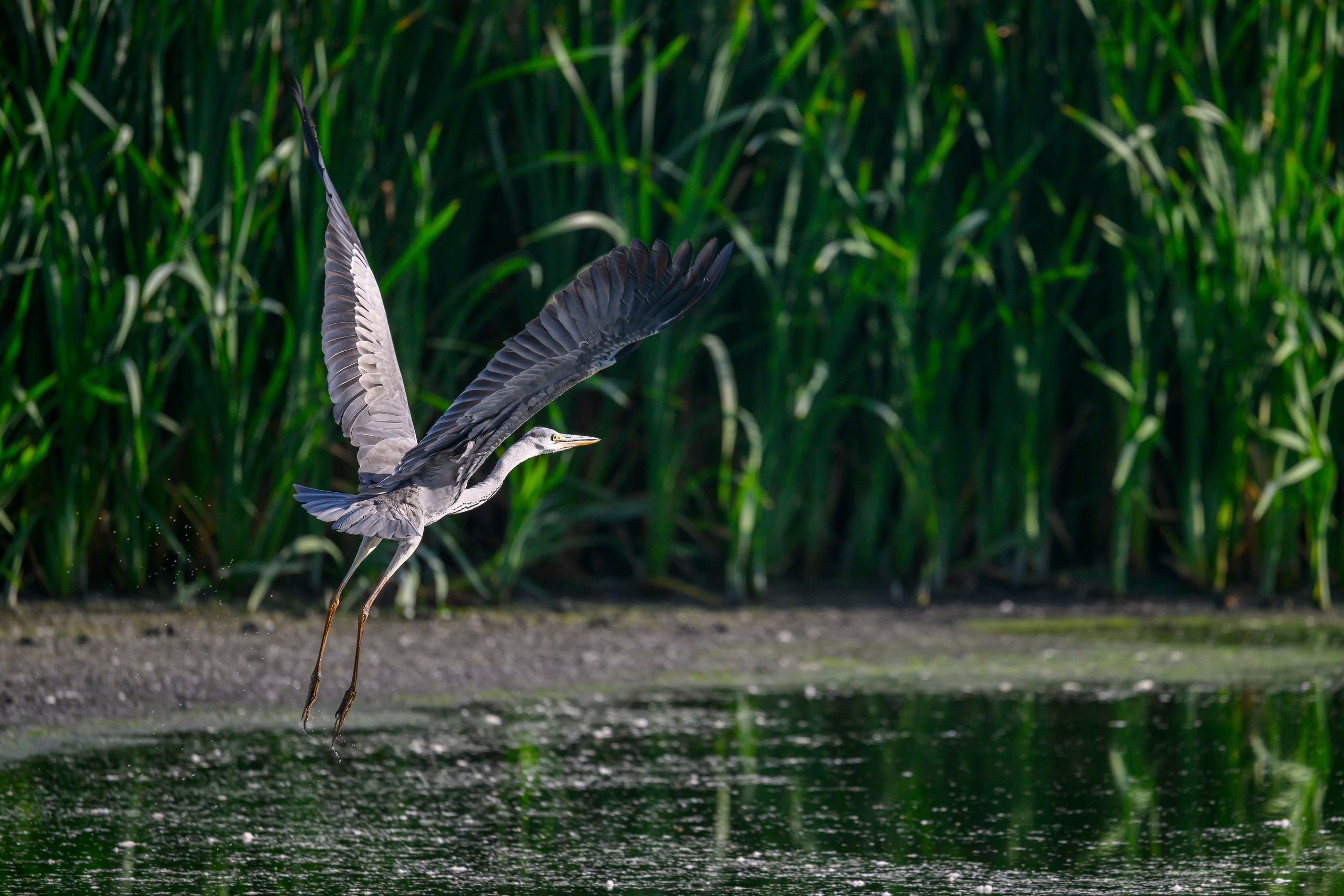 Рыбалка цапли. Fishing of the Heron. Фотограф Сергей Пупонин