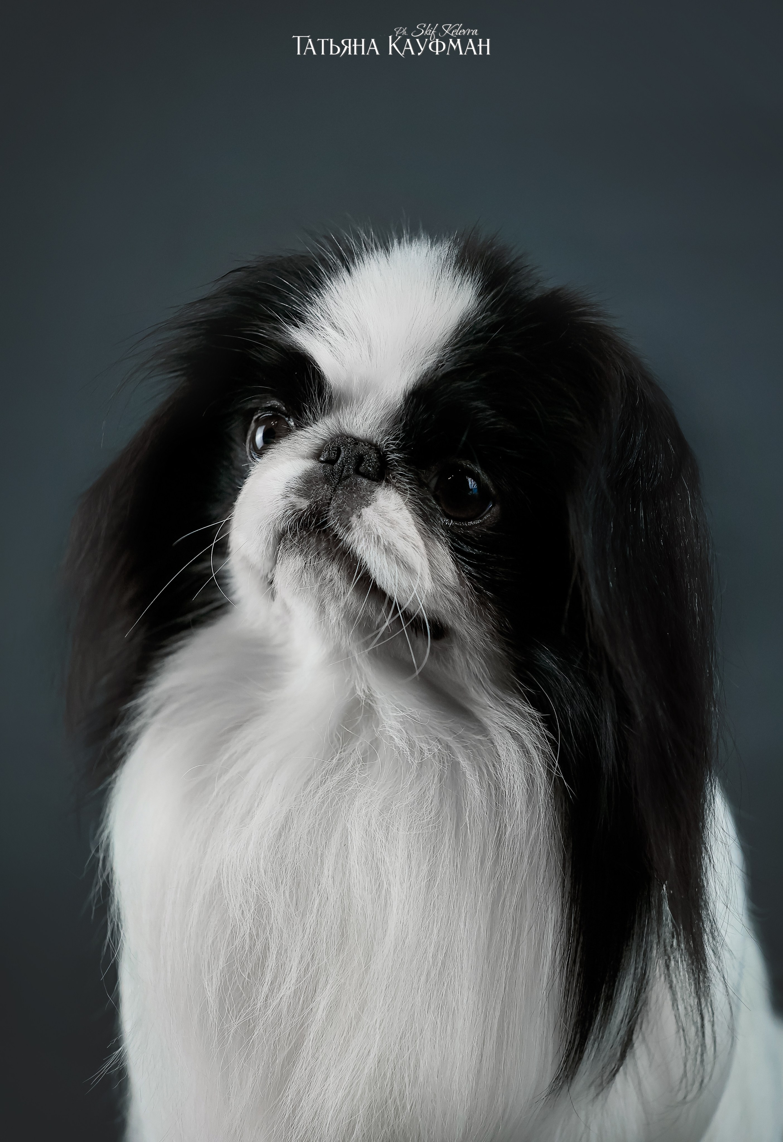 Японский хин, фотография японский хин, красивая собака, фотограф анималист, фотокурс Анималистика, научиться фотографировать собак, фотограф Новосибирск, фотостудия Скифки, студийная фотография