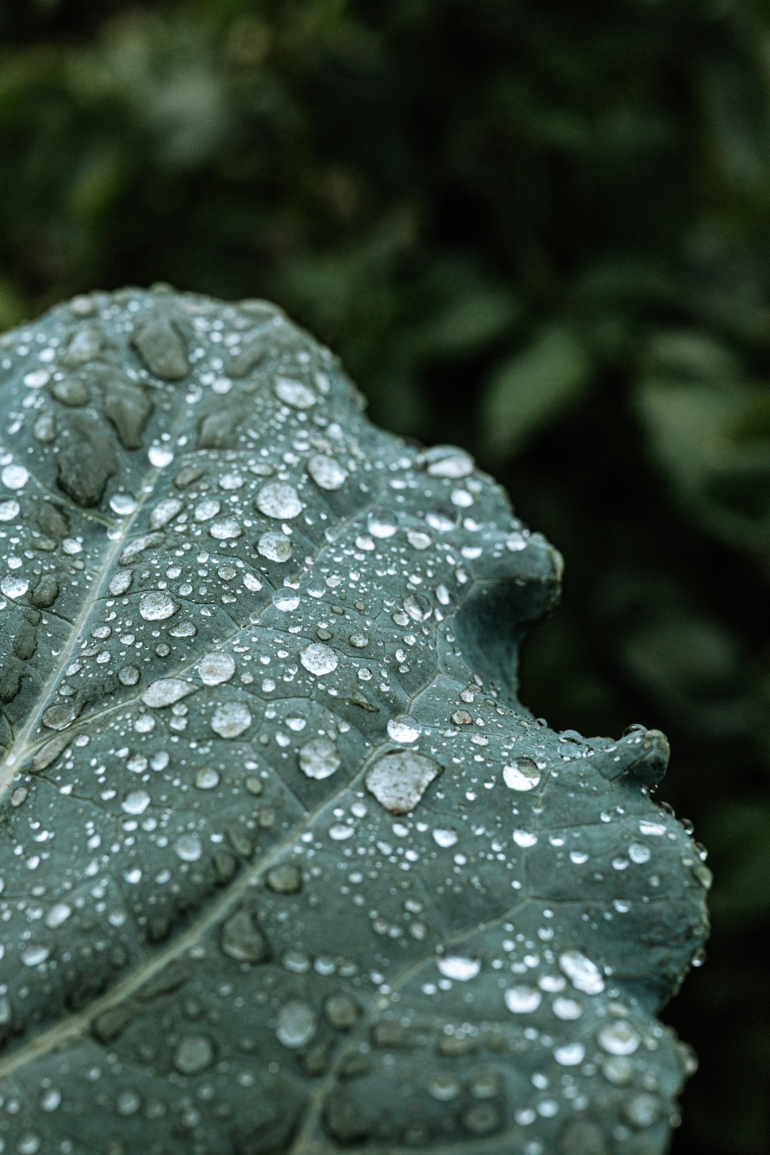 Green. Фотограф Олеся Кавлакан