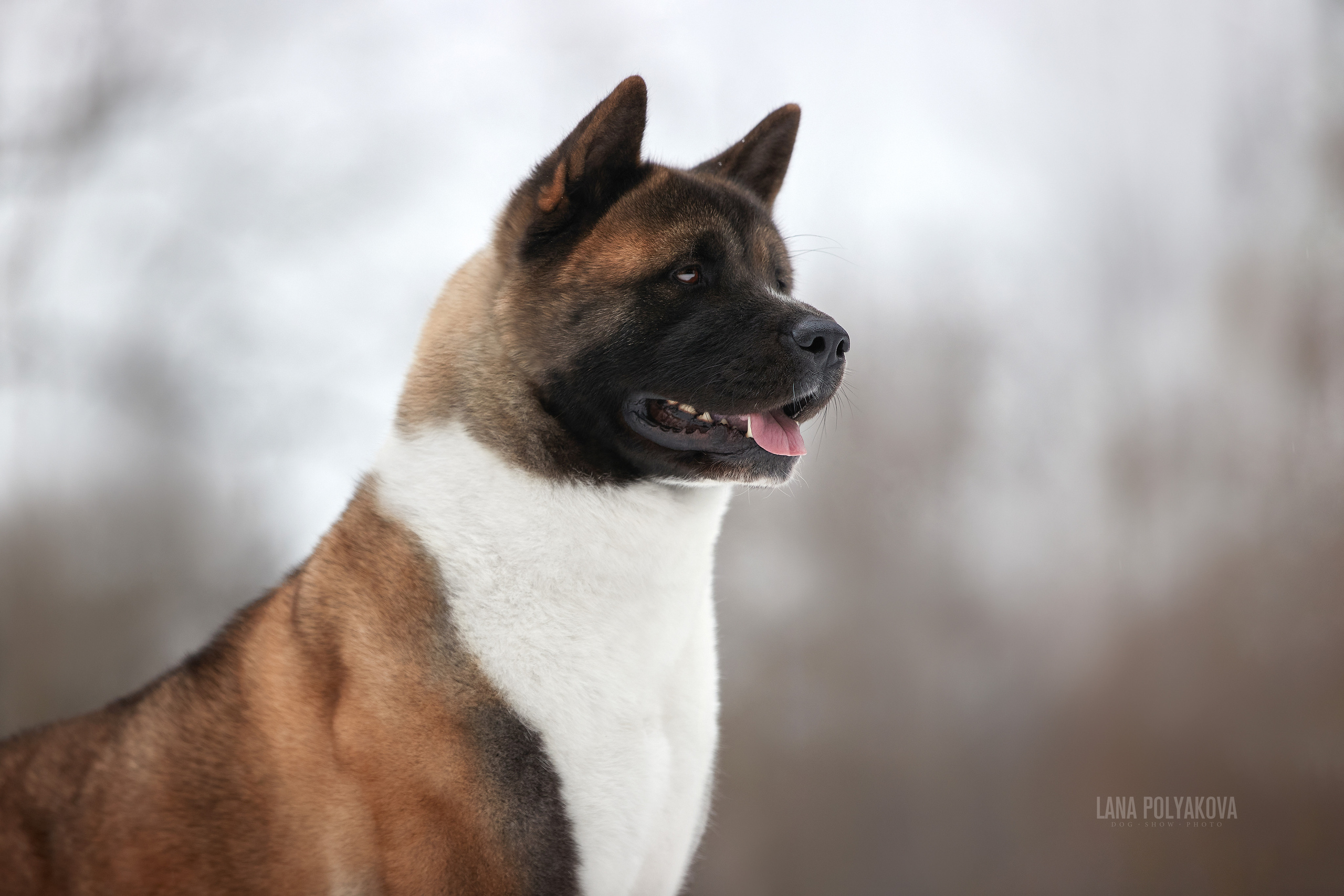 Американская акита GREATROYAL CHARMING LADY FOR OPTION BEST