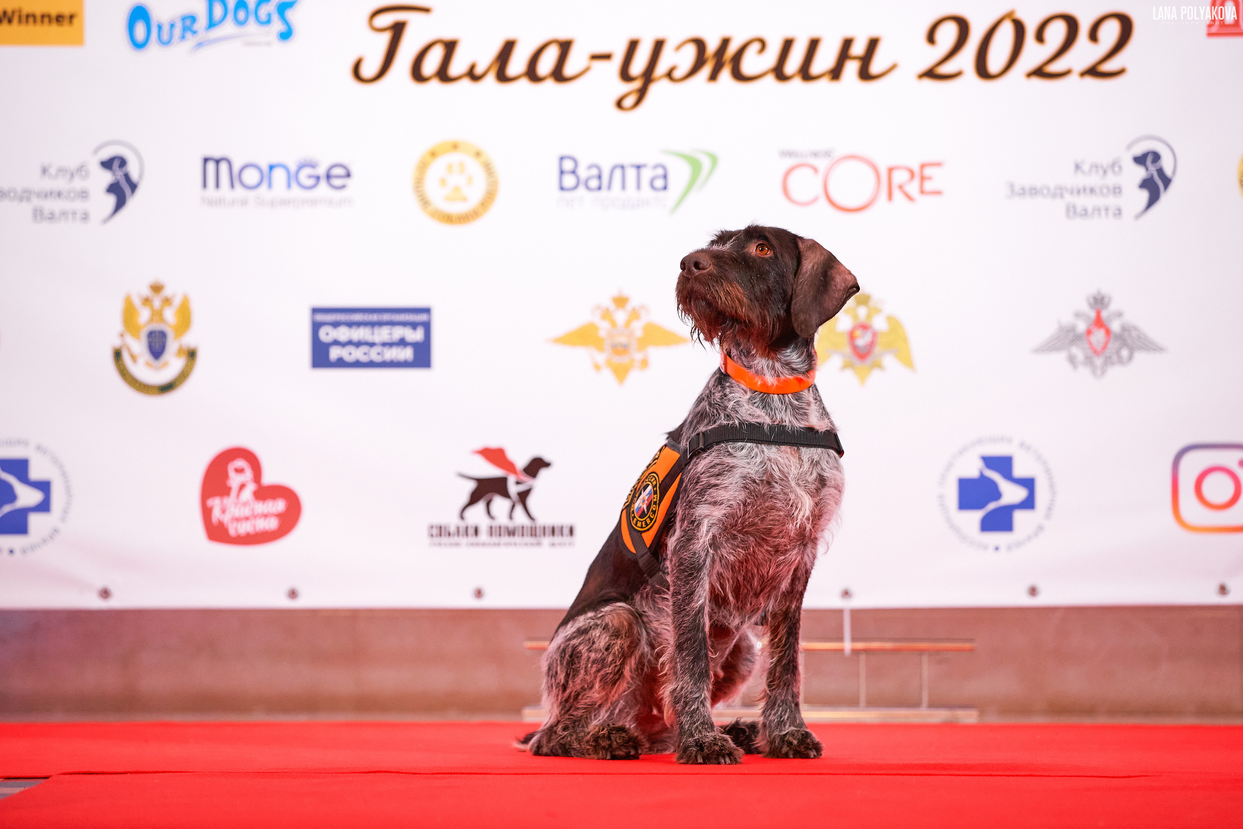 7TH 35AWARDS. Оглашение результатов. ФОТОГРАФ-АНИМАЛИСТ l LANA POLYAKOVA