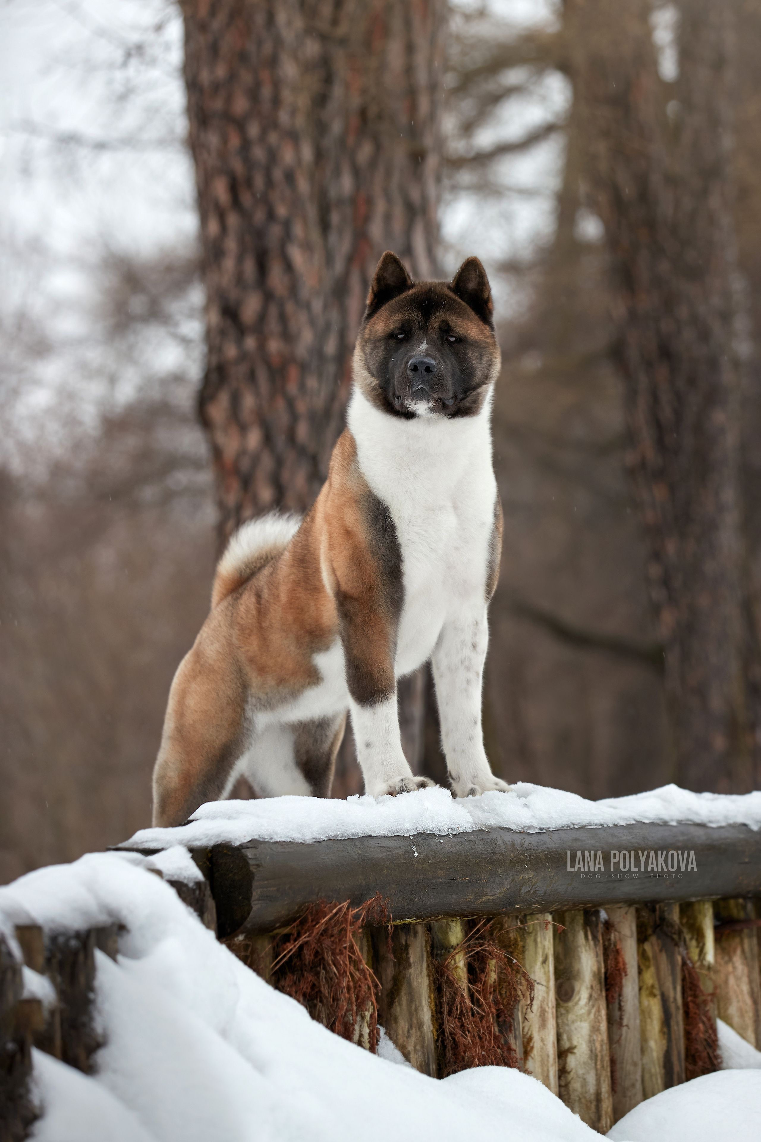 Американская акита GREATROYAL CHARMING LADY FOR OPTION BEST