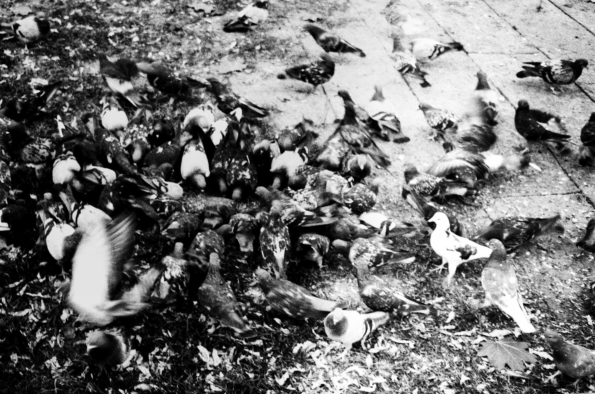 Пьюти-фьют. Игорь Скабелин