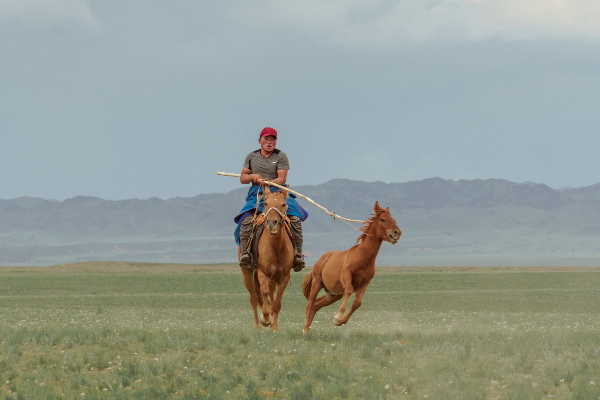 Кочевник использует лассо для ловли для приручения жеребенка в монгольской степи