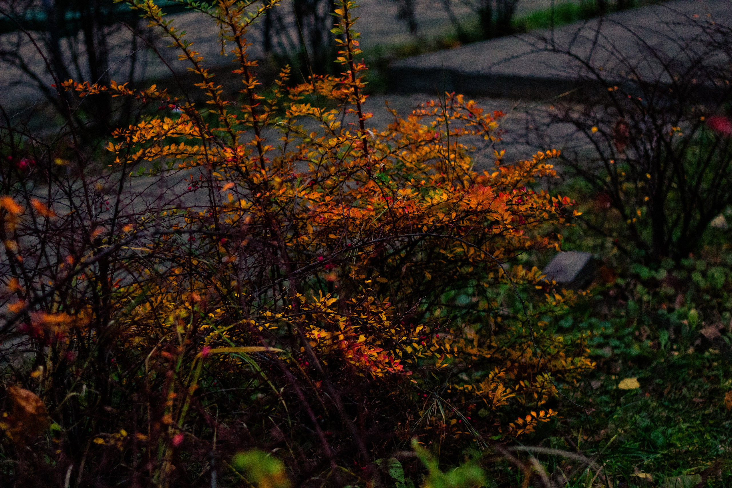 Осень в Москве. Фотограф Москва, портрет, стрит, репортаж. Художественная фотосессия