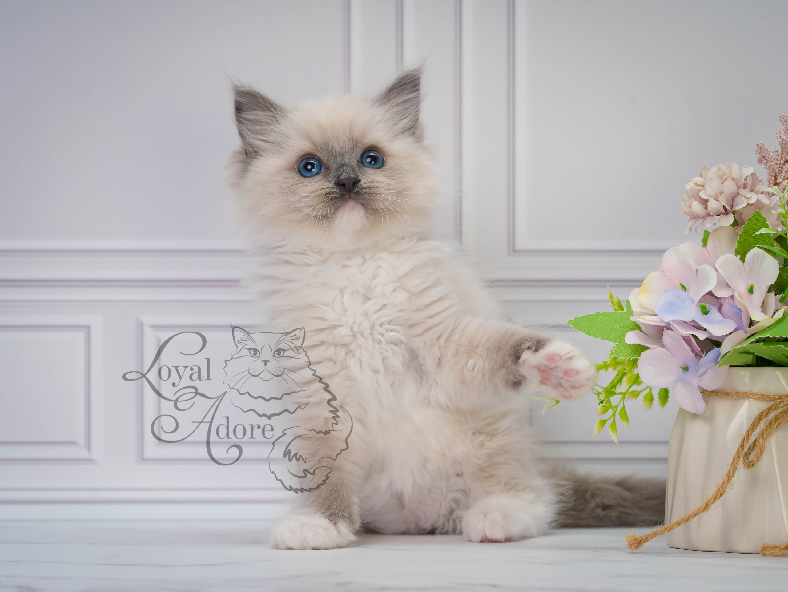 Котята рэгдолл от Loyal Adore. Питомник рэгдолл Loyal Adore