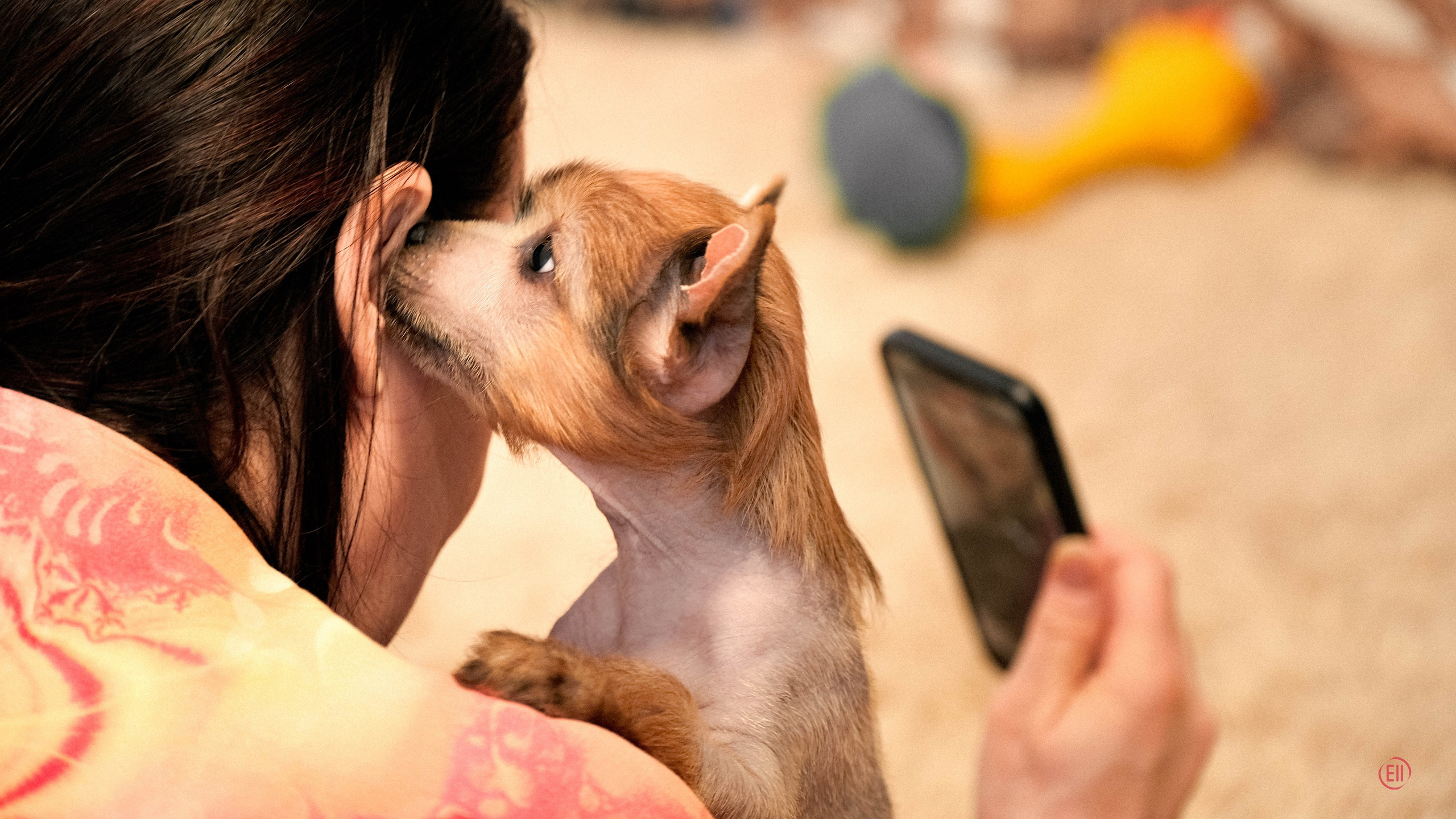 Poale Ell Gloria. Chinese Crested Dog Kennel Poale Ell