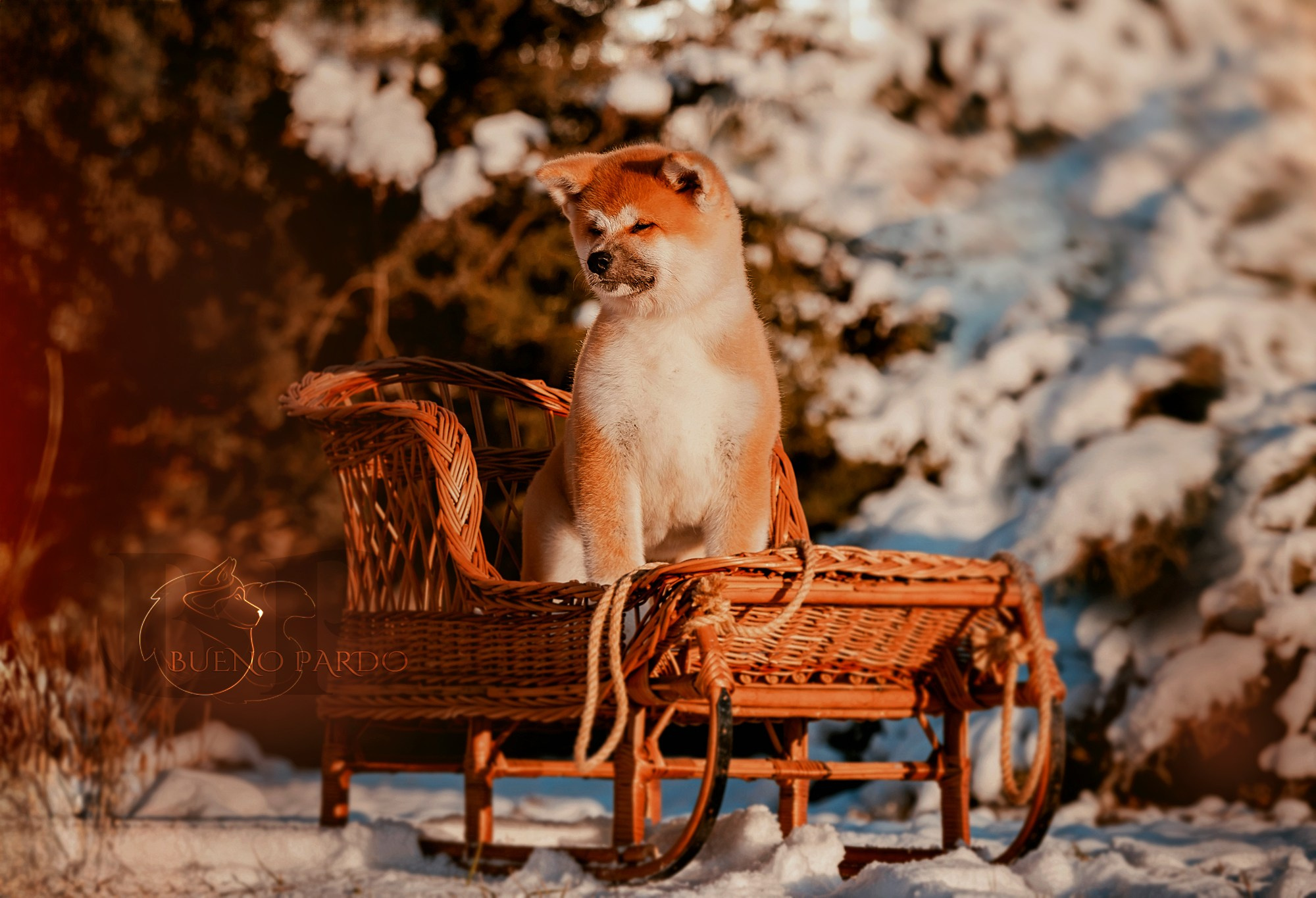 Щенки японской акита ину из питомника. Питомник собак Акита, Хаски, Корги
