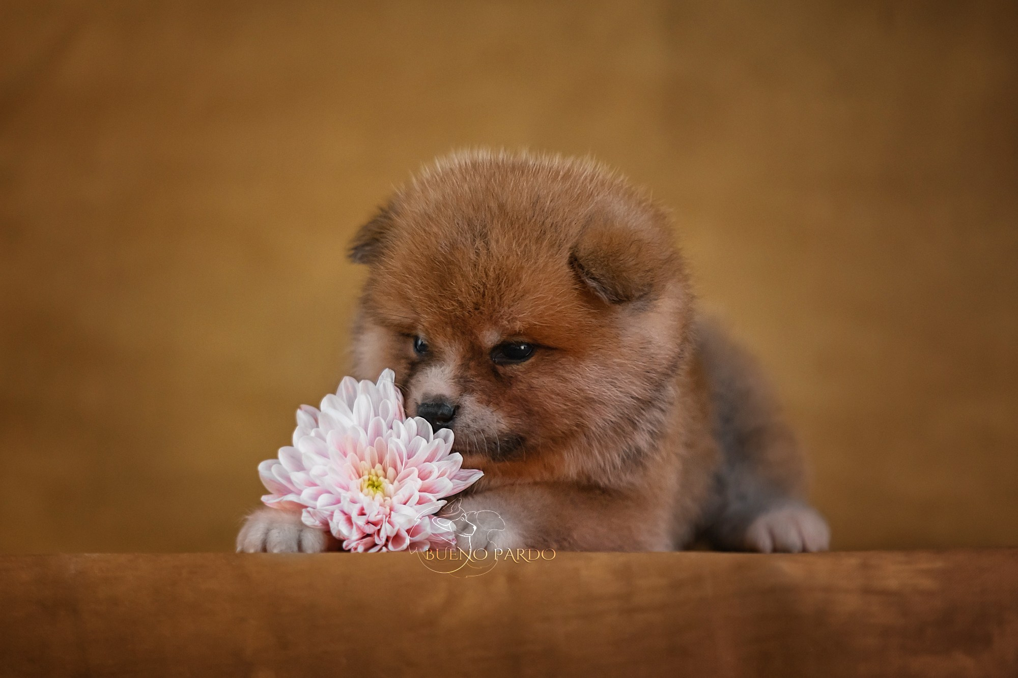 Щенки японской акита ину из питомника. Питомник собак Акита, Хаски, Корги