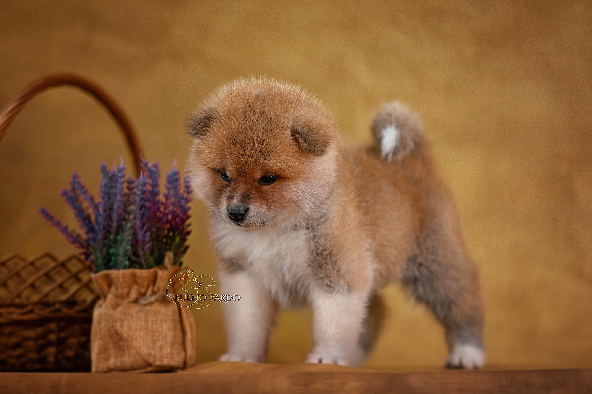 Щенки японской акита ину из питомника. Питомник собак Акита, Хаски, Корги