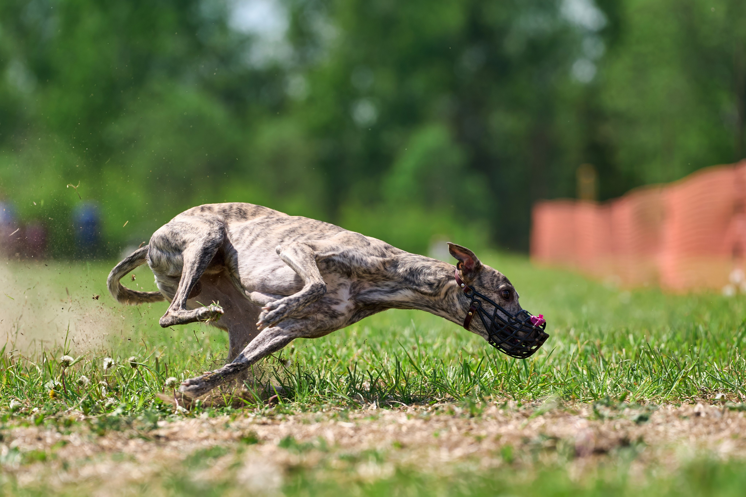 Квалификация по рейсингу. РАЛББ и Курсинг на Ярославке. Фотограф-анималист Михаил Манухин