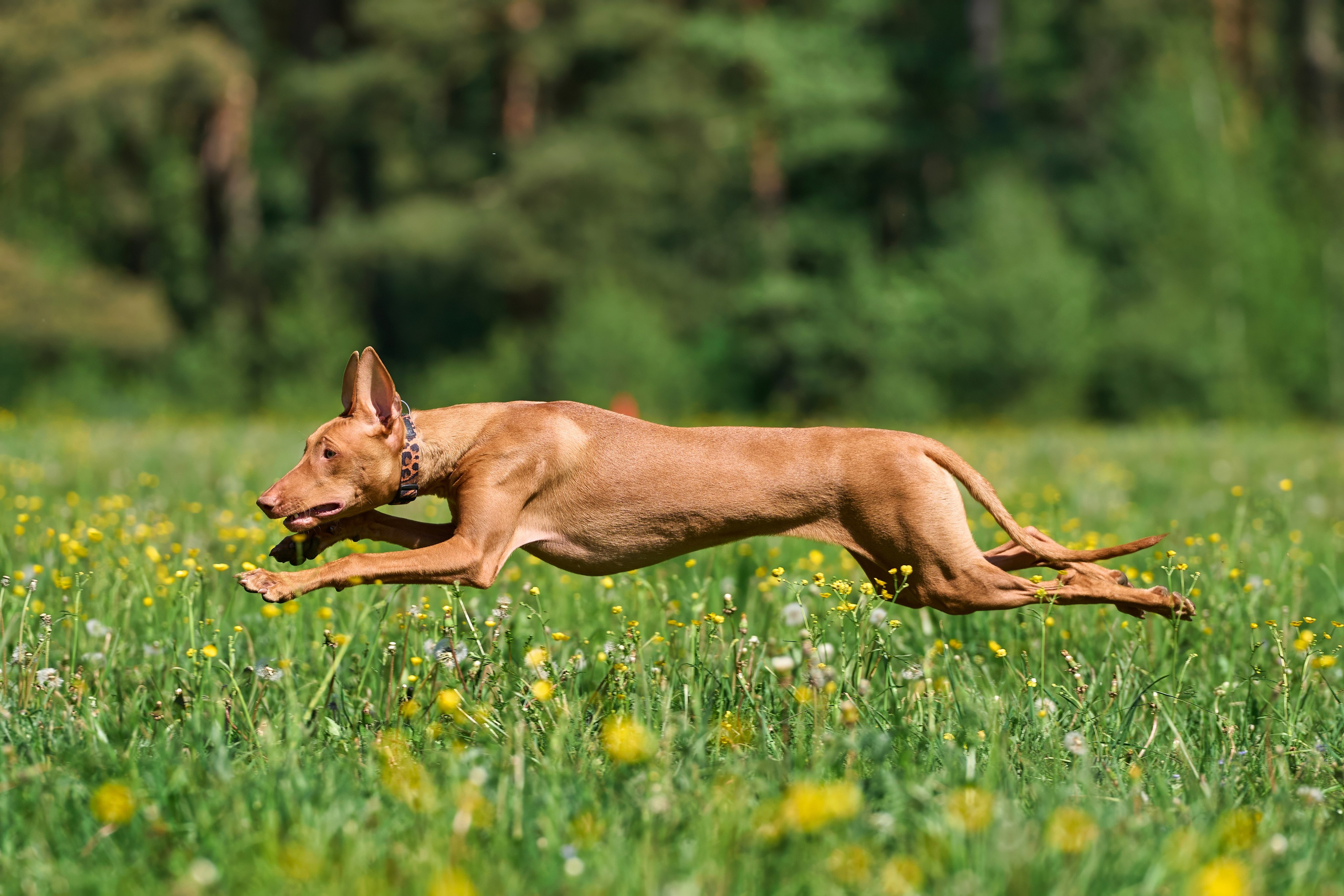 Тренировка по курсингу Донино. Фотограф-анималист Михаил Манухин