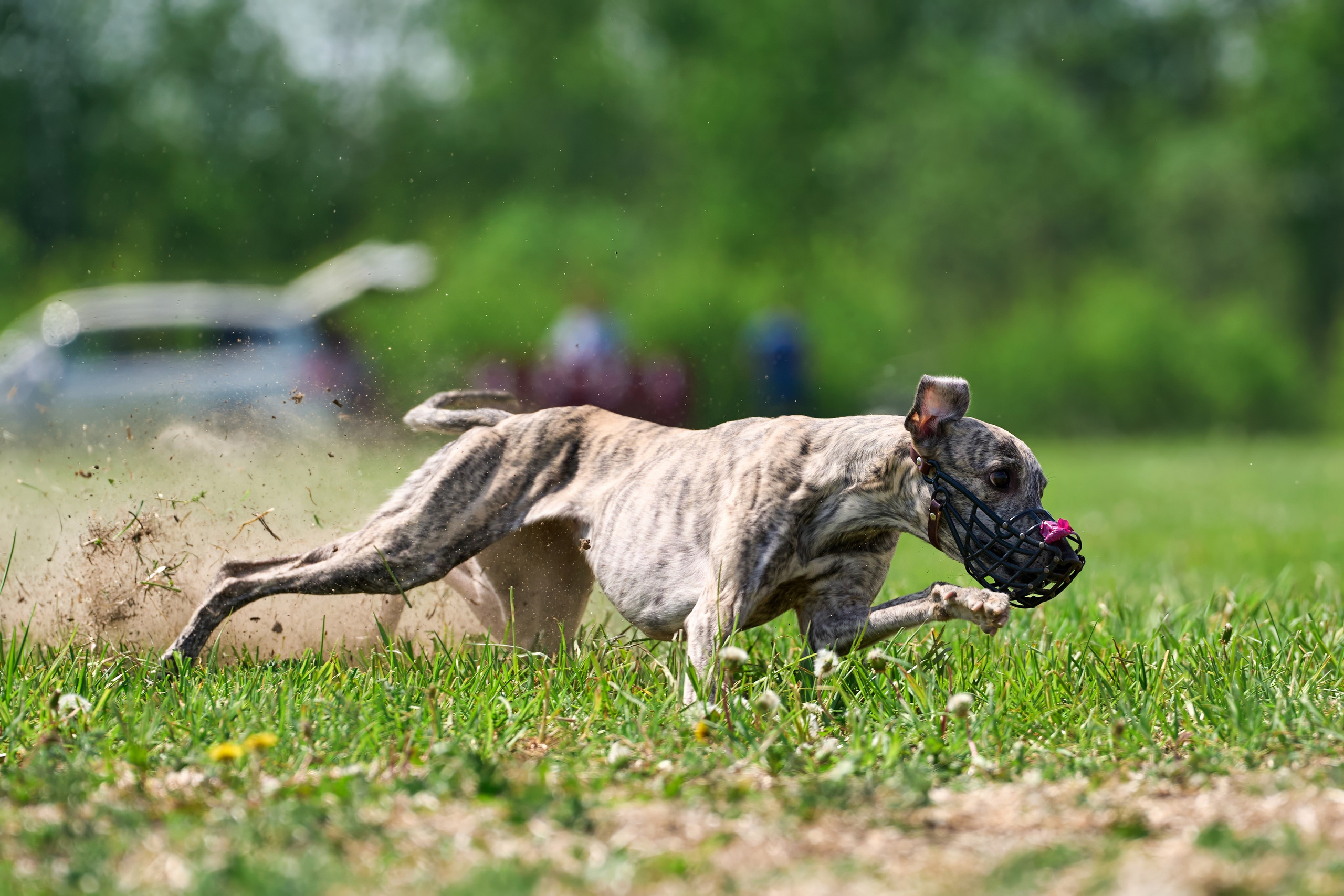 Квалификация по рейсингу. РАЛББ и Курсинг на Ярославке. Фотограф-анималист Михаил Манухин