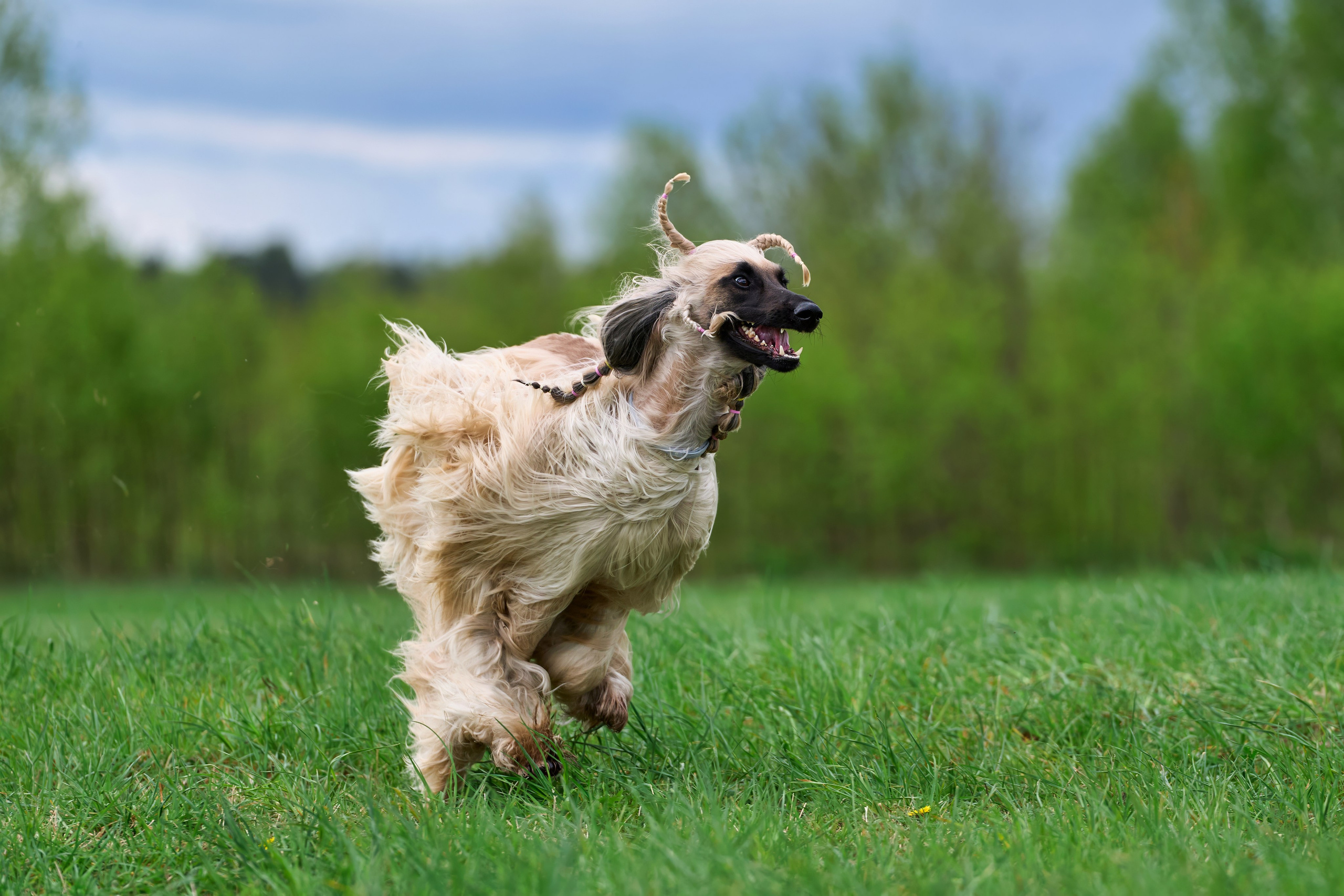 Тренировка по курсингу «на Ярославке». Фотограф-анималист Михаил Манухин