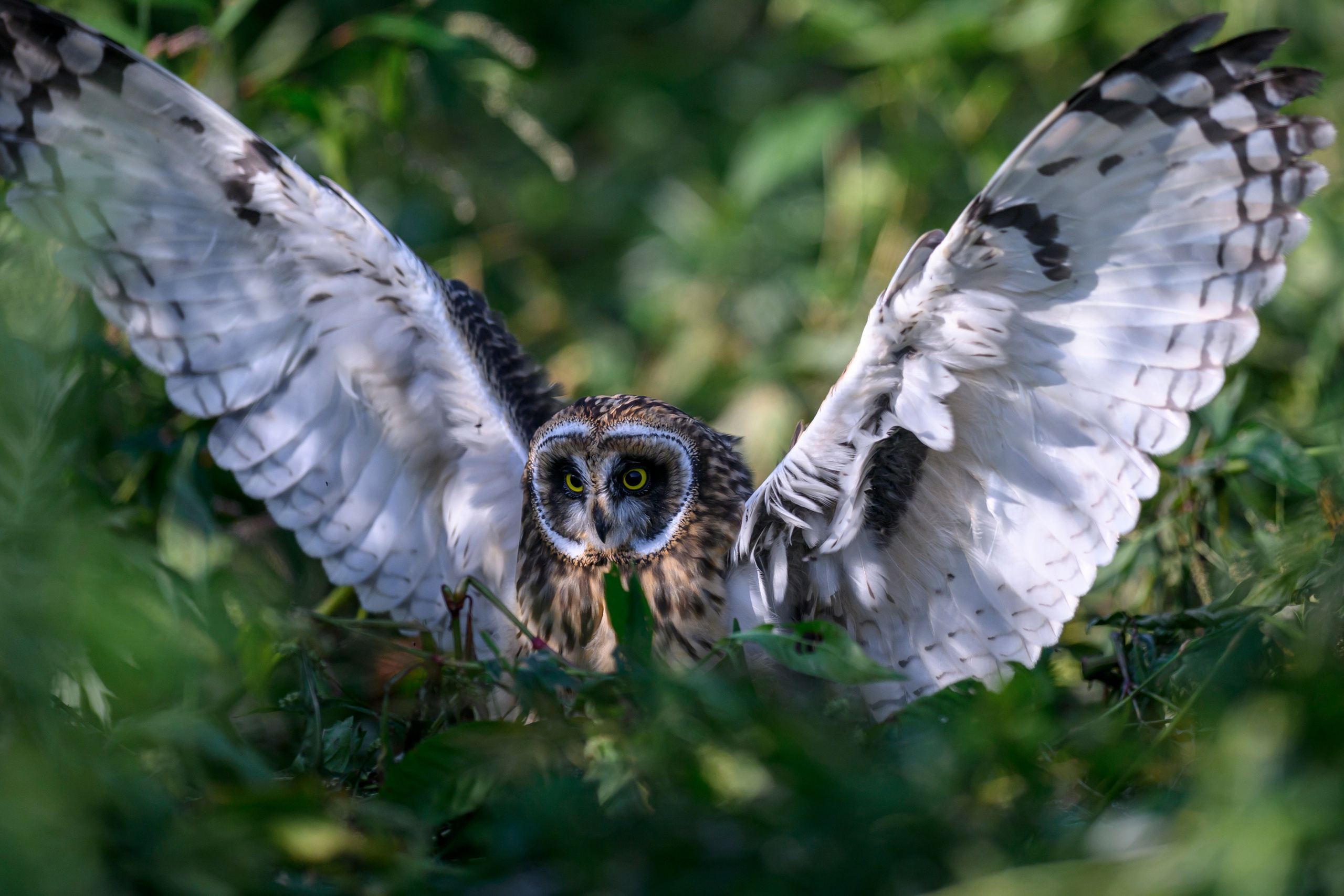 Утро с совятами. Morning with owlets. Wildlife photography by Sergey Puponin