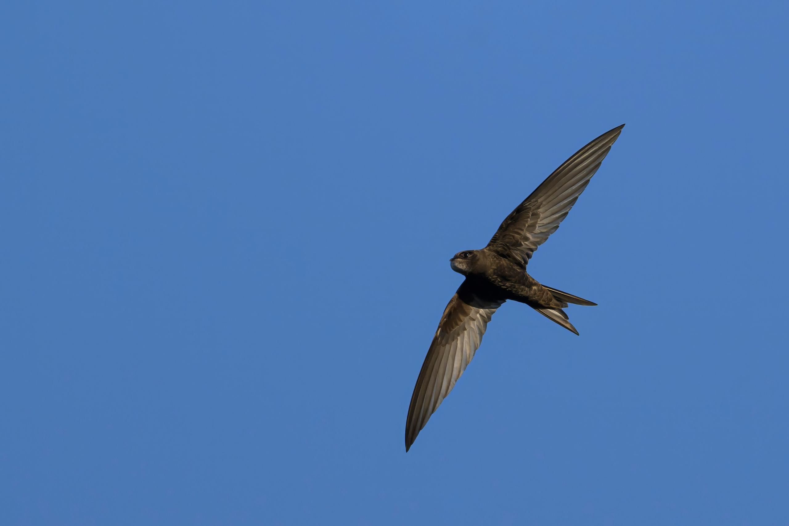 Совы и кулики. Фотограф Сергей Пупонин