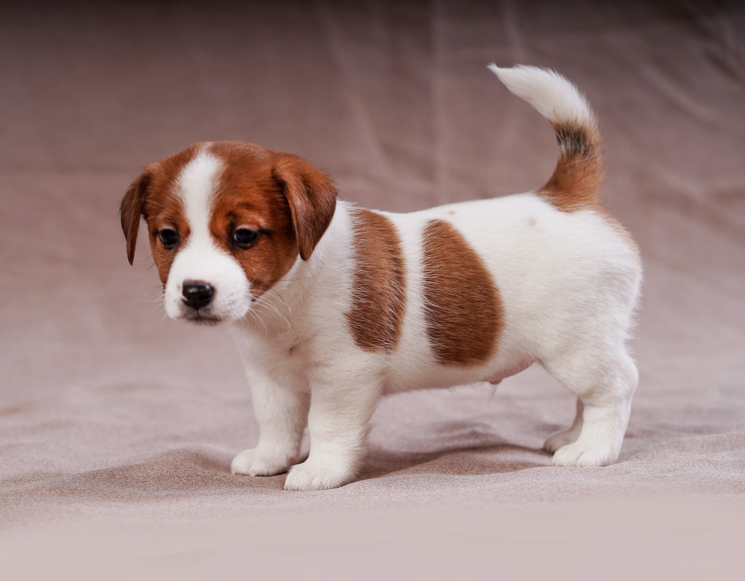 СЪЕМКА СОБАК. Спортивный фотограф Нижний Новгород