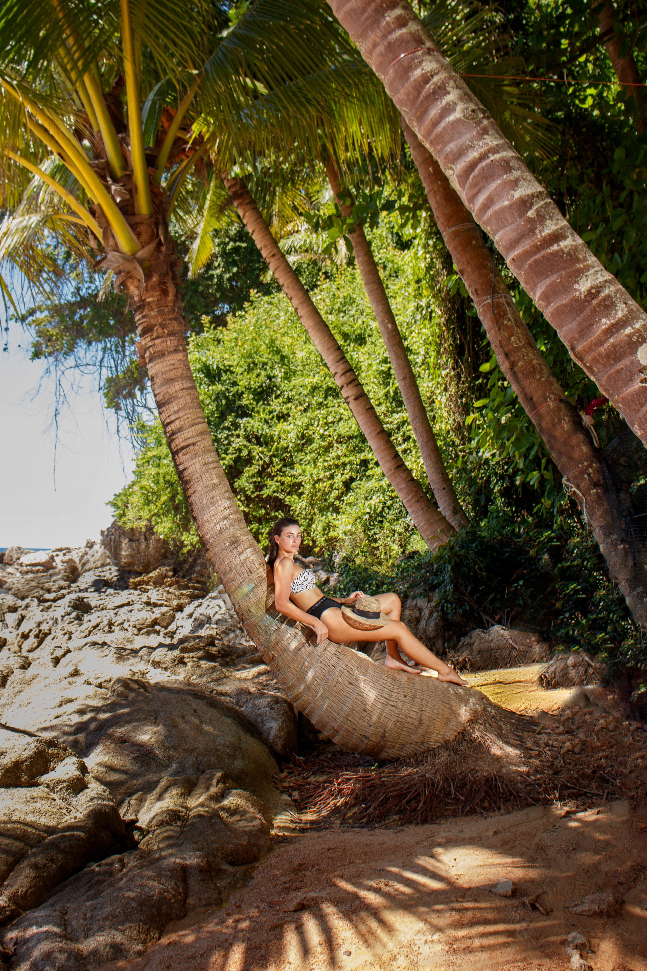 Photo shoot with a palm tree