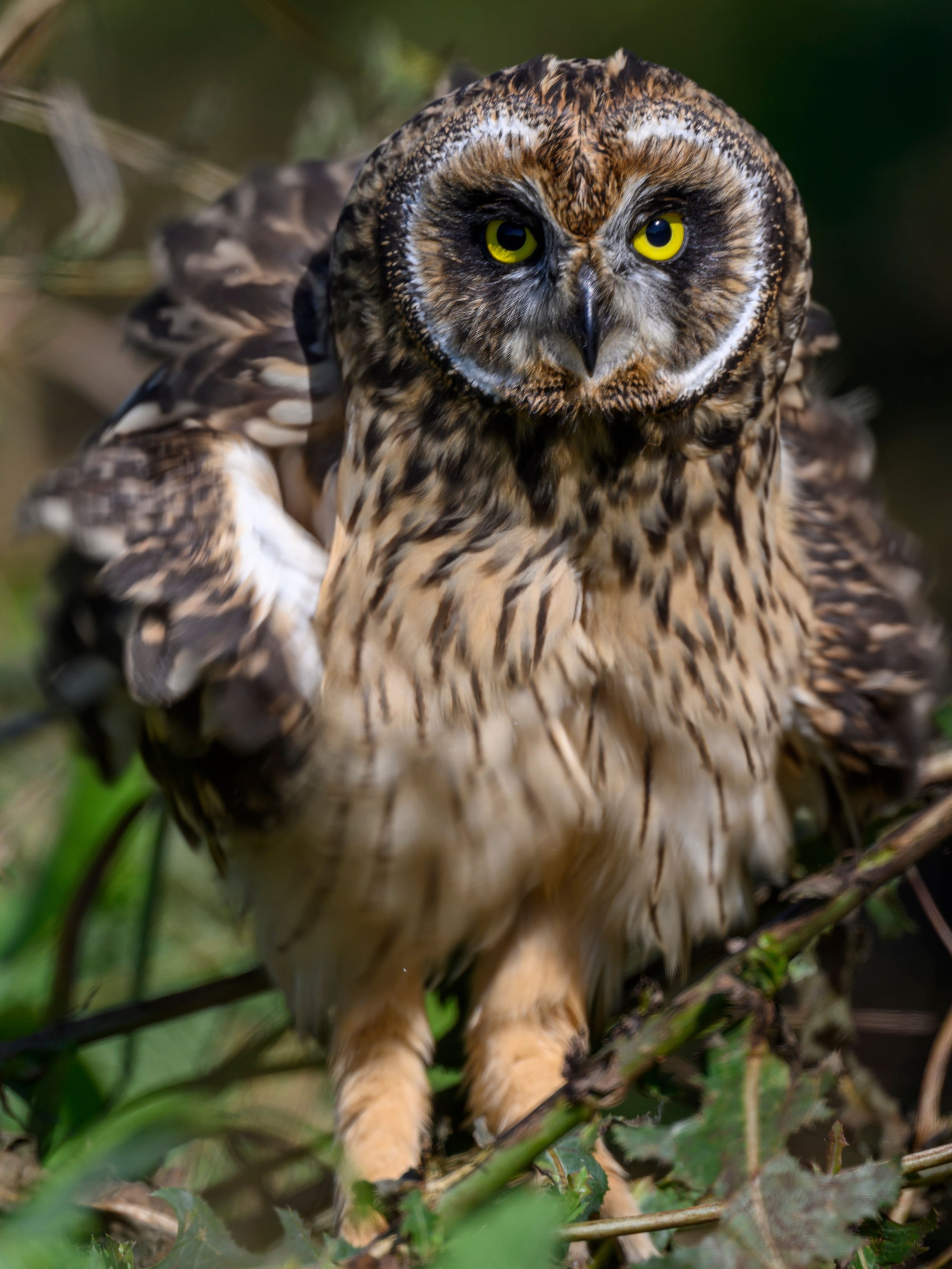 Храбрый совенок | Brave owlet. Фотограф Сергей Пупонин
