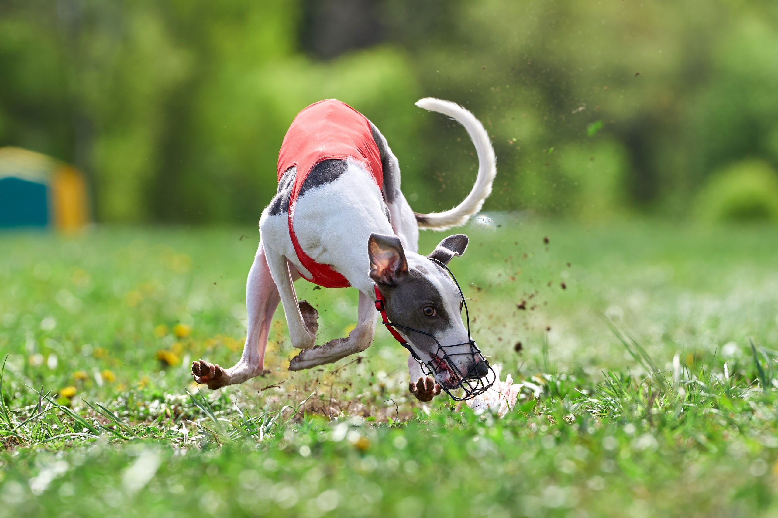 ПЧРКФ по курсингу. Фотограф-анималист Михаил Манухин