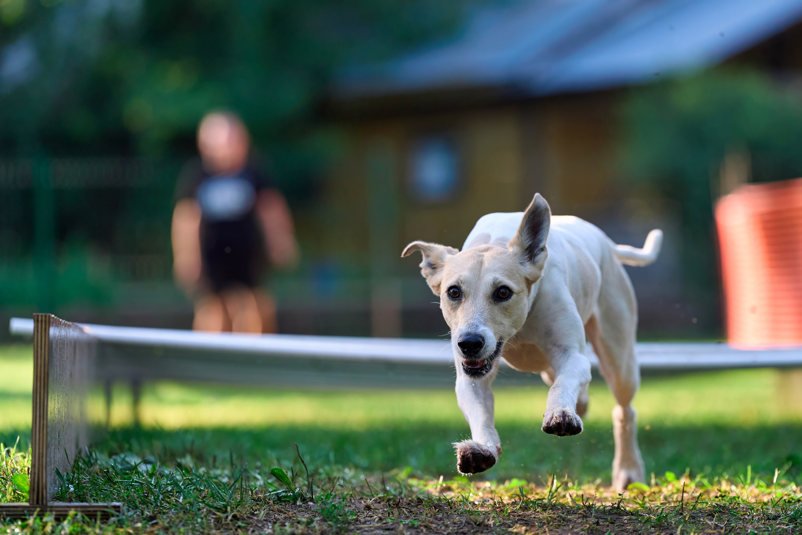 Jump'n'Gym JUMP! — 2024. Фотограф-анималист Михаил Манухин