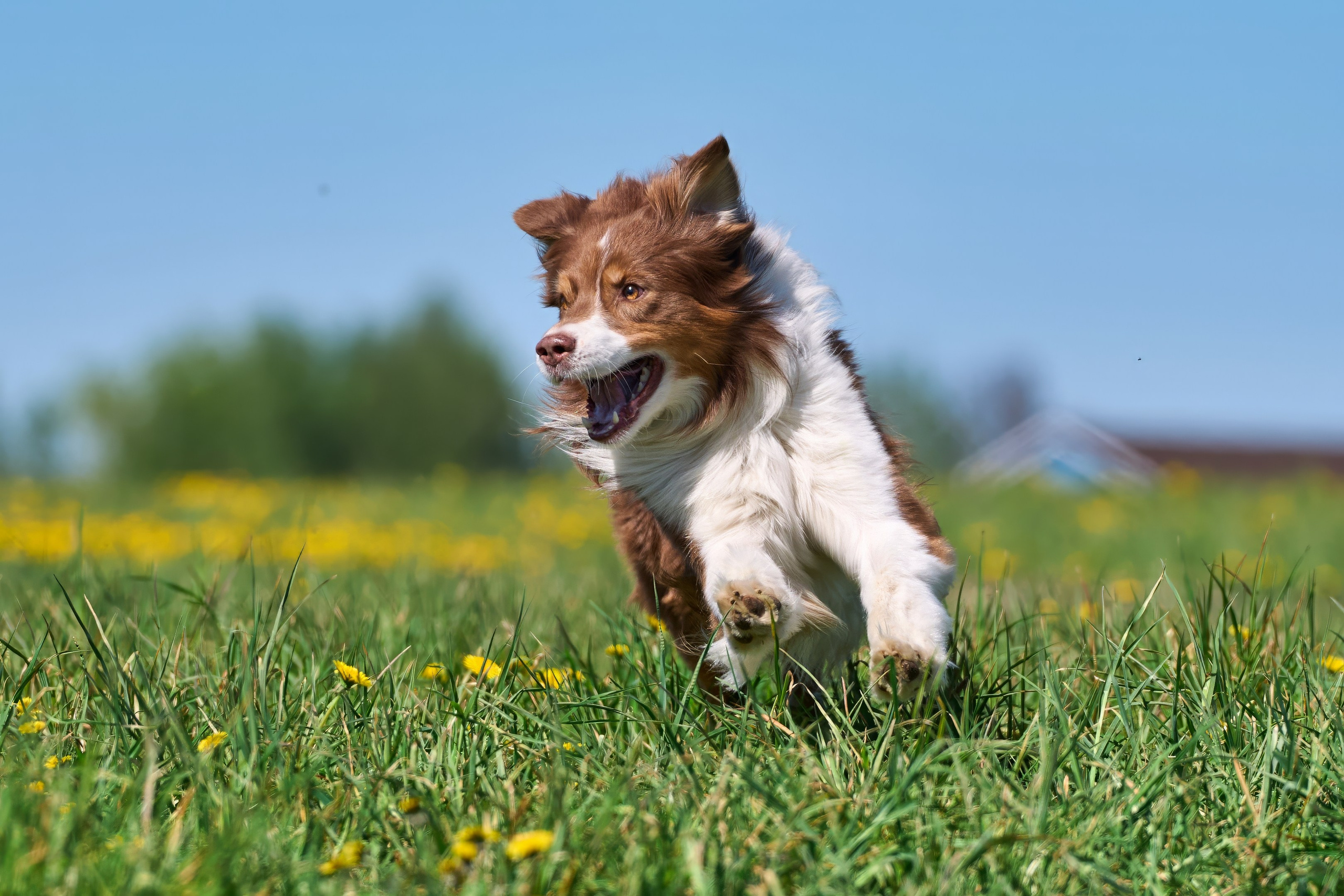 Тренировка по курсингу «на Ярославке». Фотограф-анималист Михаил Манухин