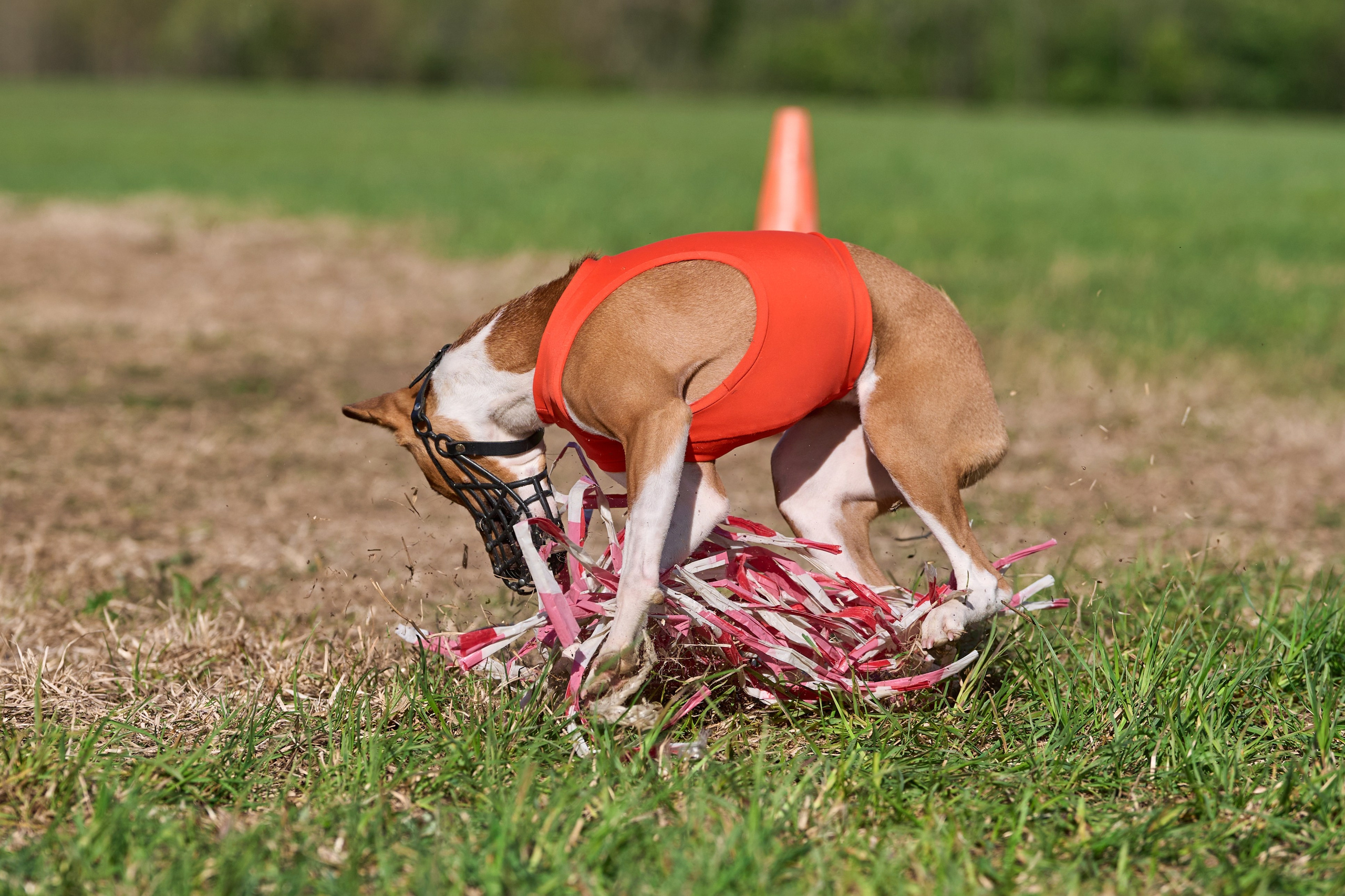ПЧРКФ по курсингу. Фотограф-анималист Михаил Манухин