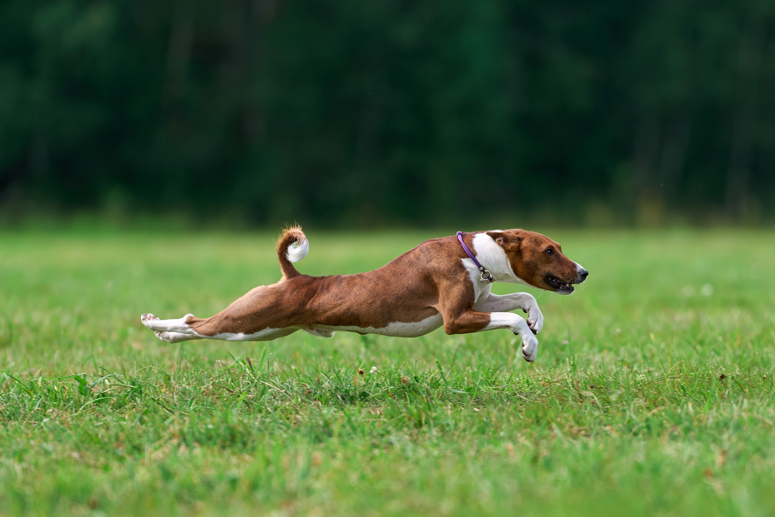 Тренировка в Донино. Фотограф-анималист Михаил Манухин