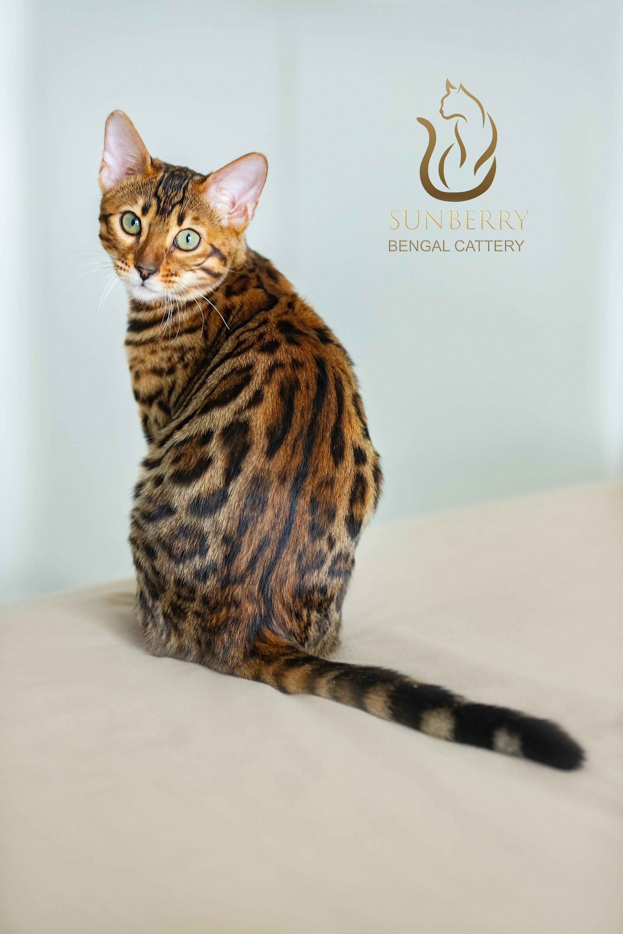 Питомник бенгальских кошек Минск | WCF Sunberry Bengal Cattery. Арт фотограф в Минске Анастасия Корбут