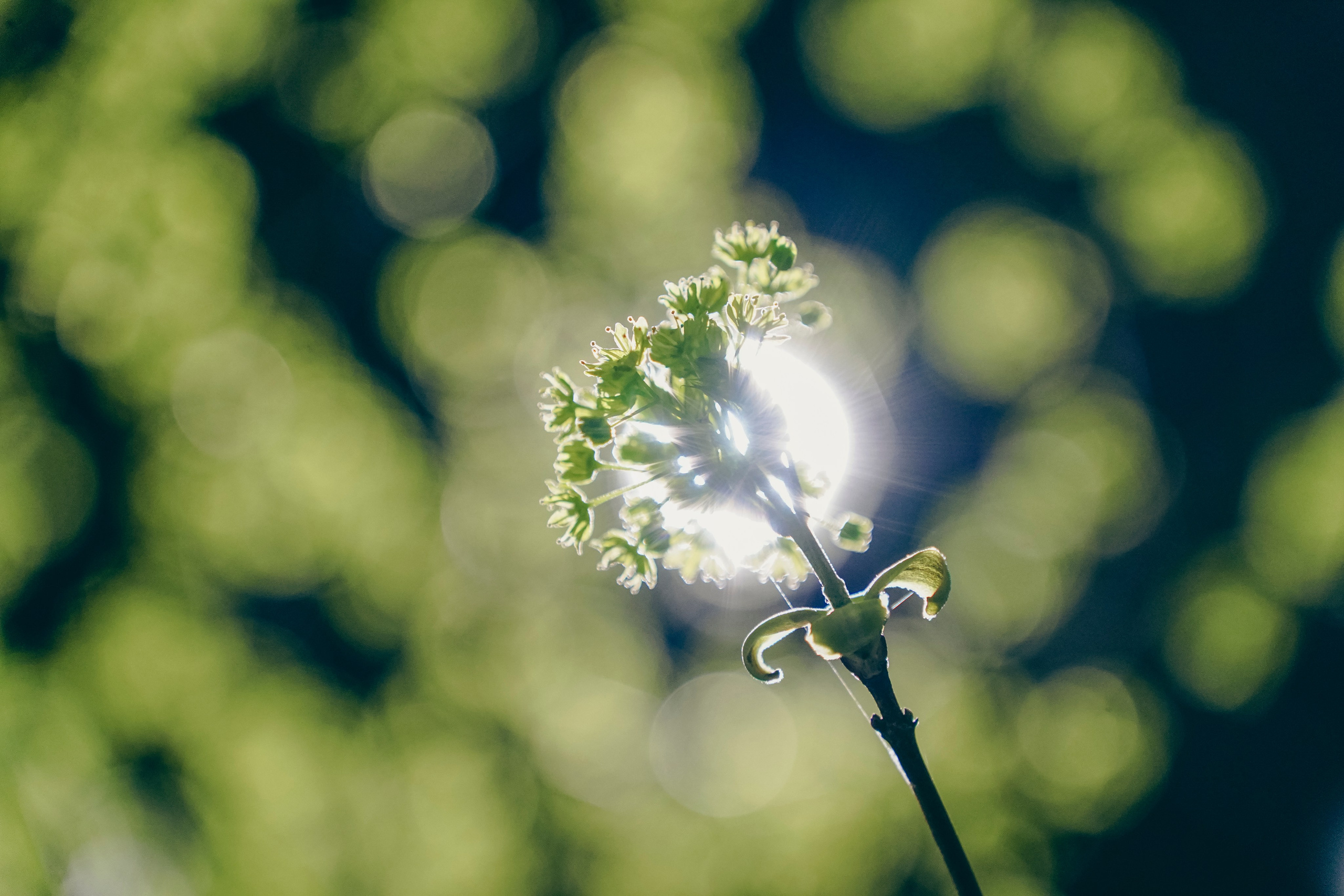 Веточка. Фотограф Кузнецов Егор Липецк