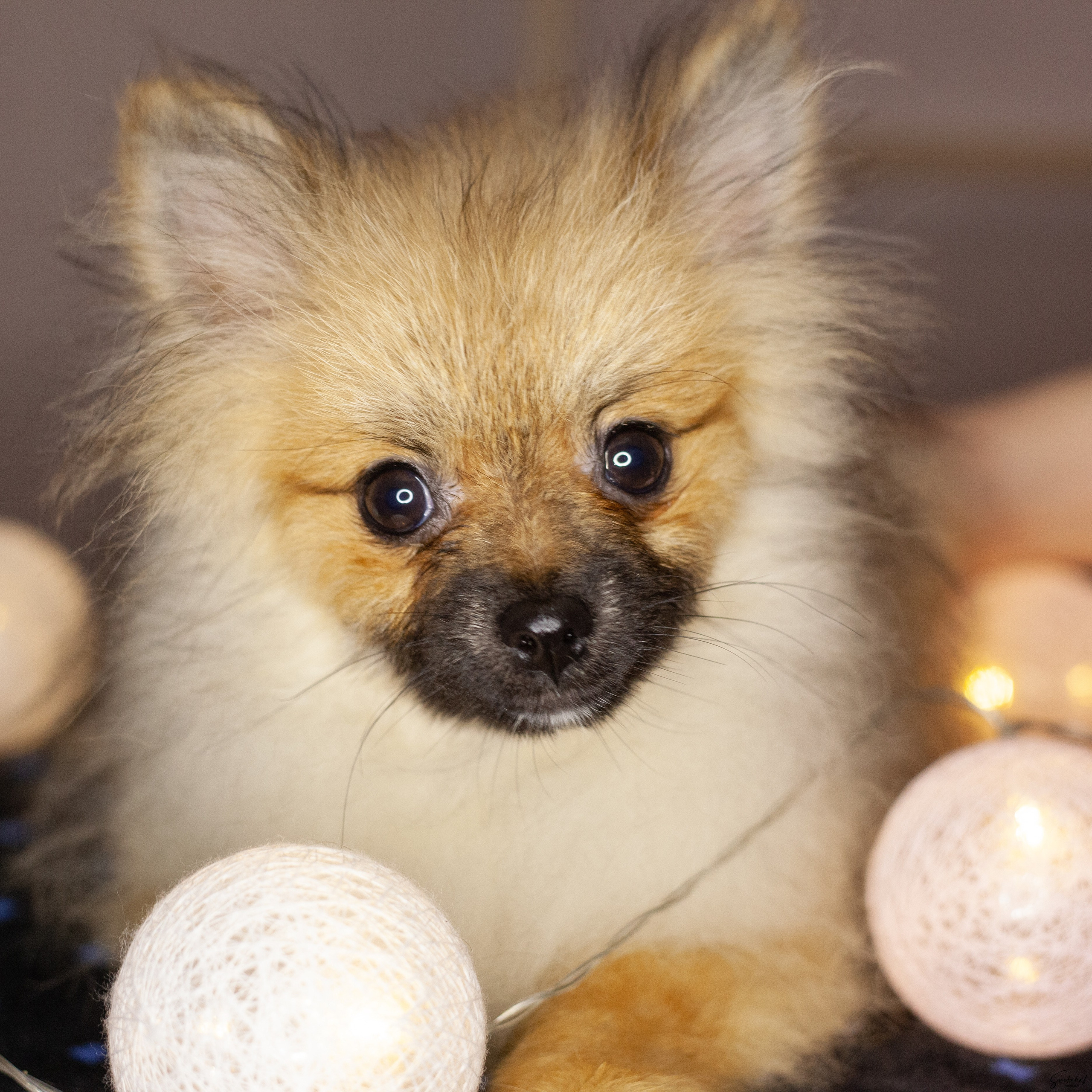 Щенки. Slavilada-Лапки. Свет. Любовь… Профессиональная фотосессия питомцев Для памяти, пристройства и продажи. Хабаровск